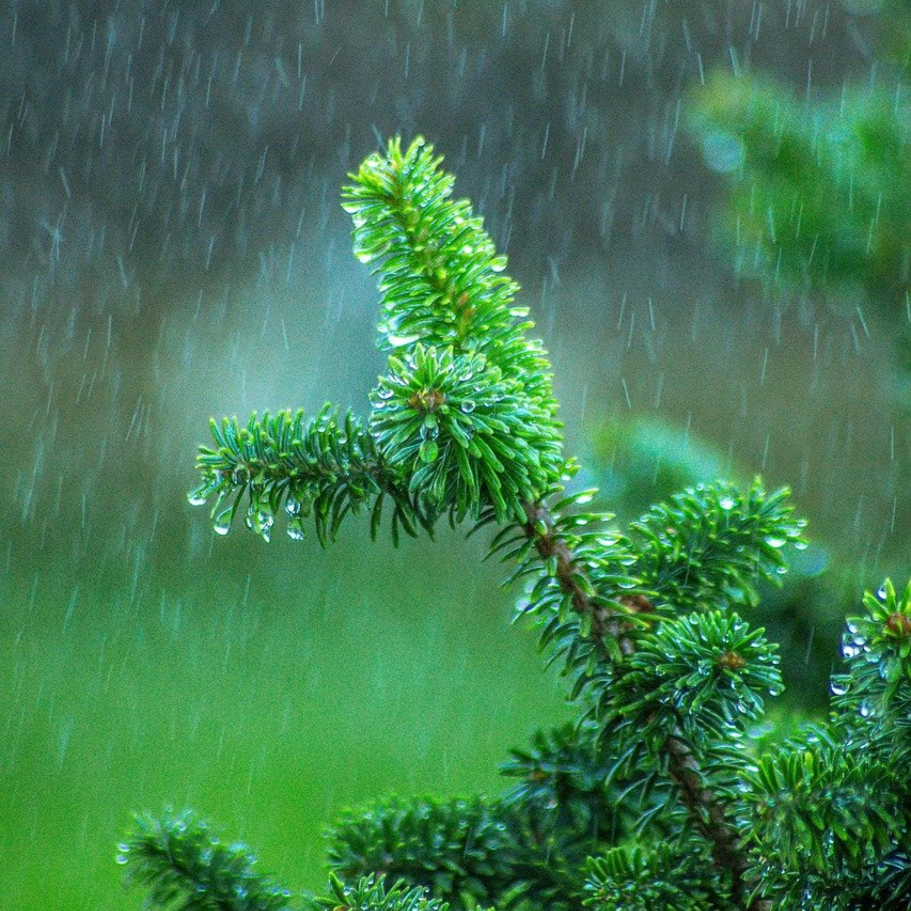 ️ DUÉRMETE con la Sinfonía de la LLUVIA Fina y la MÚSICA Suave episode artwork