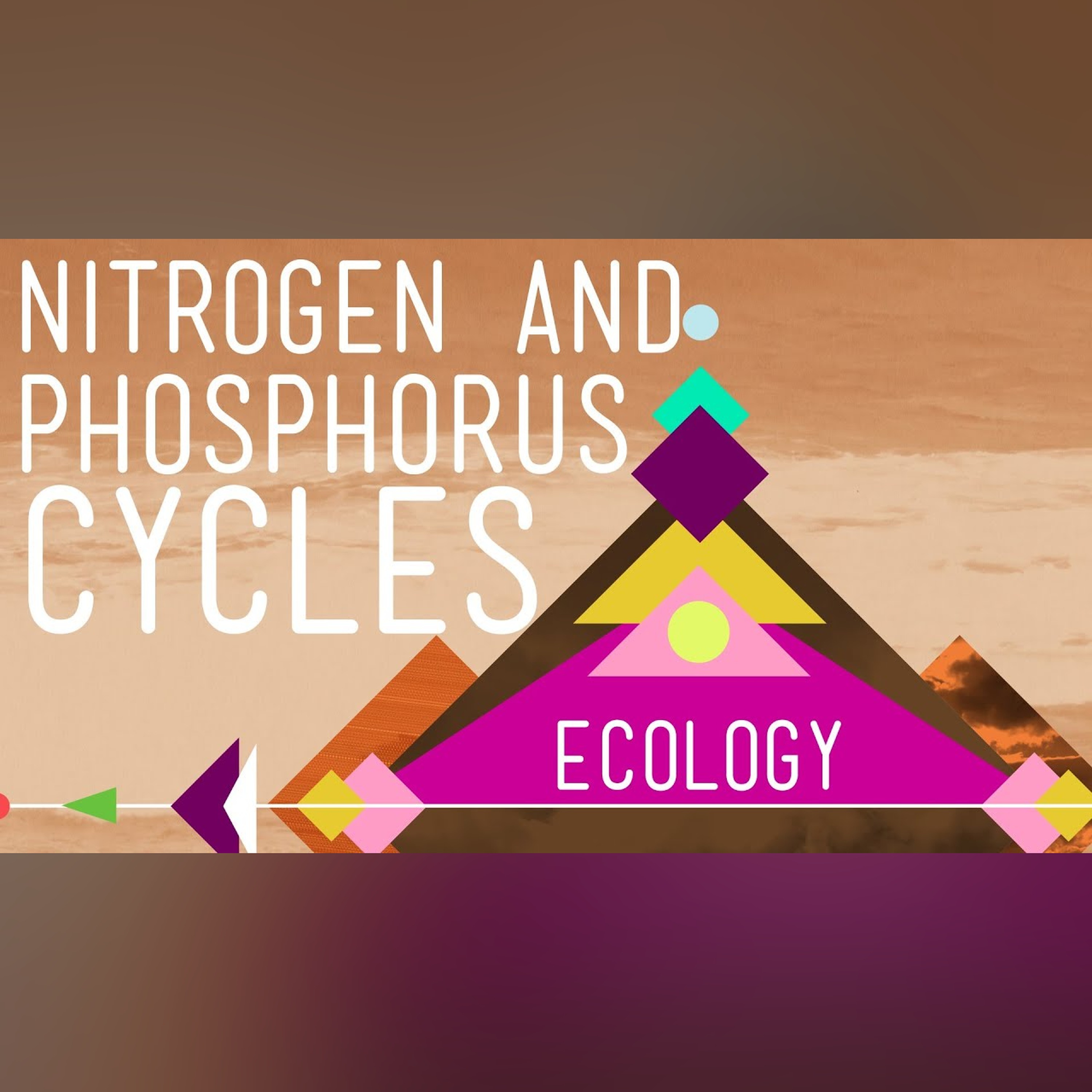 Nitrogen and Phosphorus Cycles: Always Recycle! Part 2 - Crash Course Ecology #9