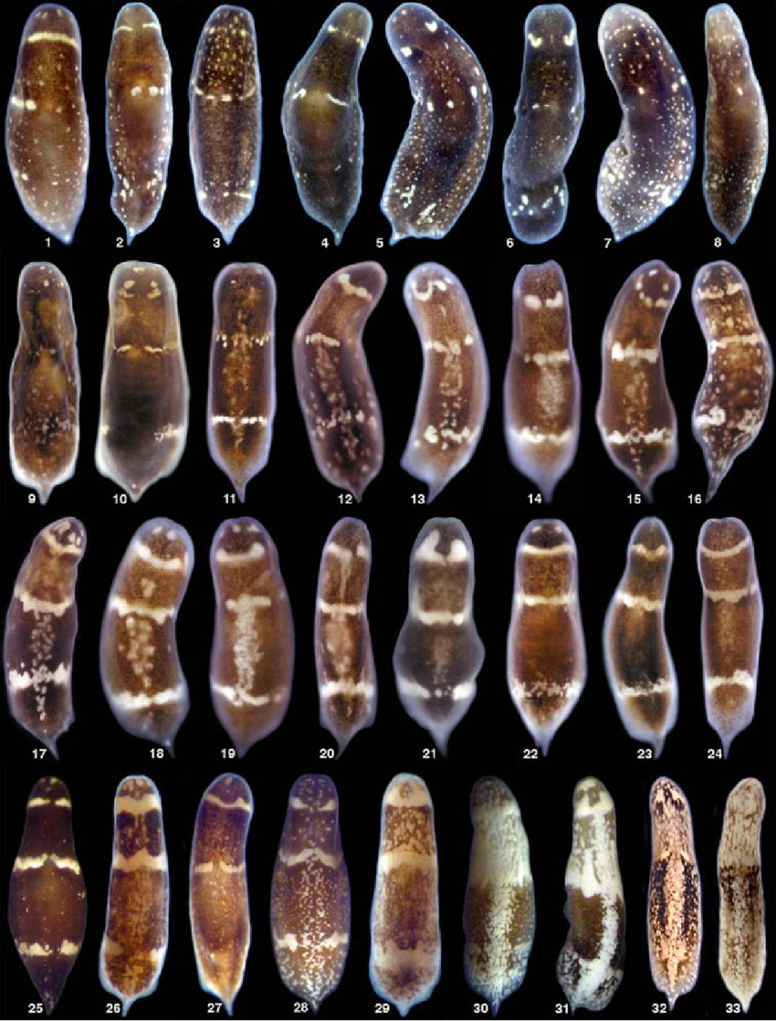 Descubren qué activa la regeneración de los seres vivos