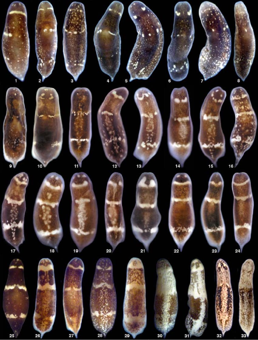 Descubren qué activa la regeneración de los seres vivos Descubren qué activa la regeneración de los seres vivos
