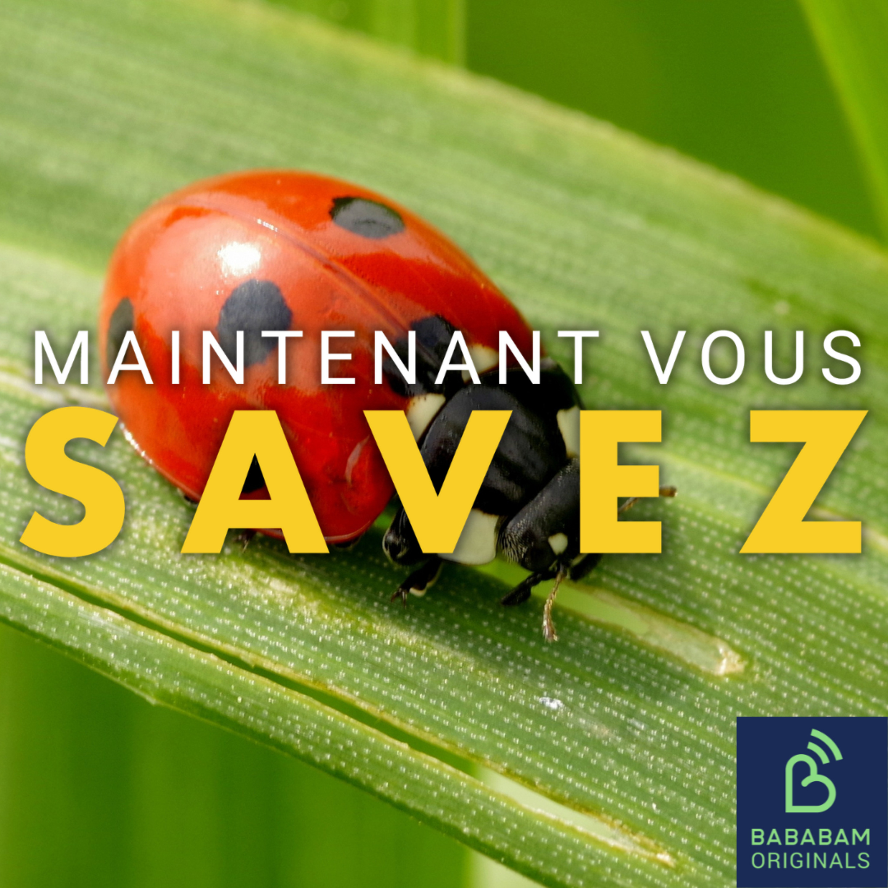 Où sont les insectes en hiver ? 