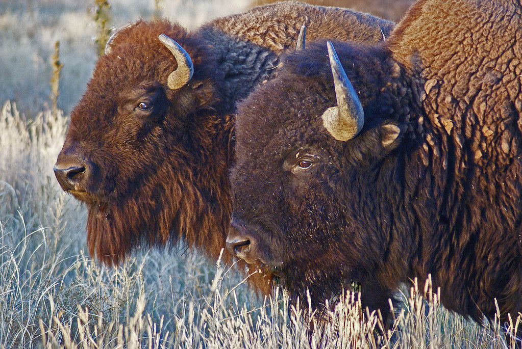 Bison Brought Back From the Brink