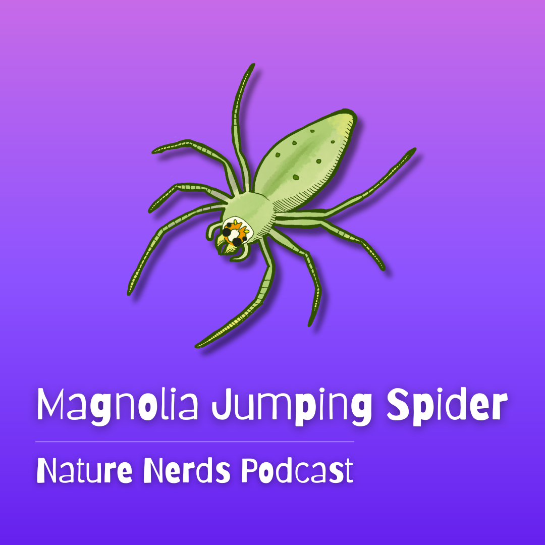 Magnolia Jumping Spider