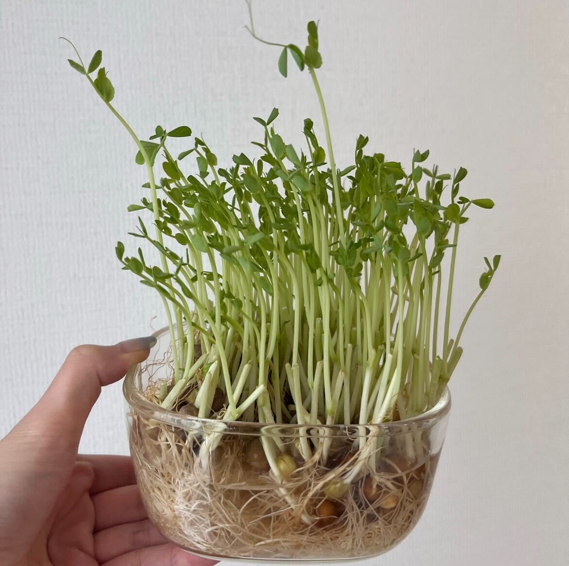 #12 植物を育てるのって才能が必要だったりする？
