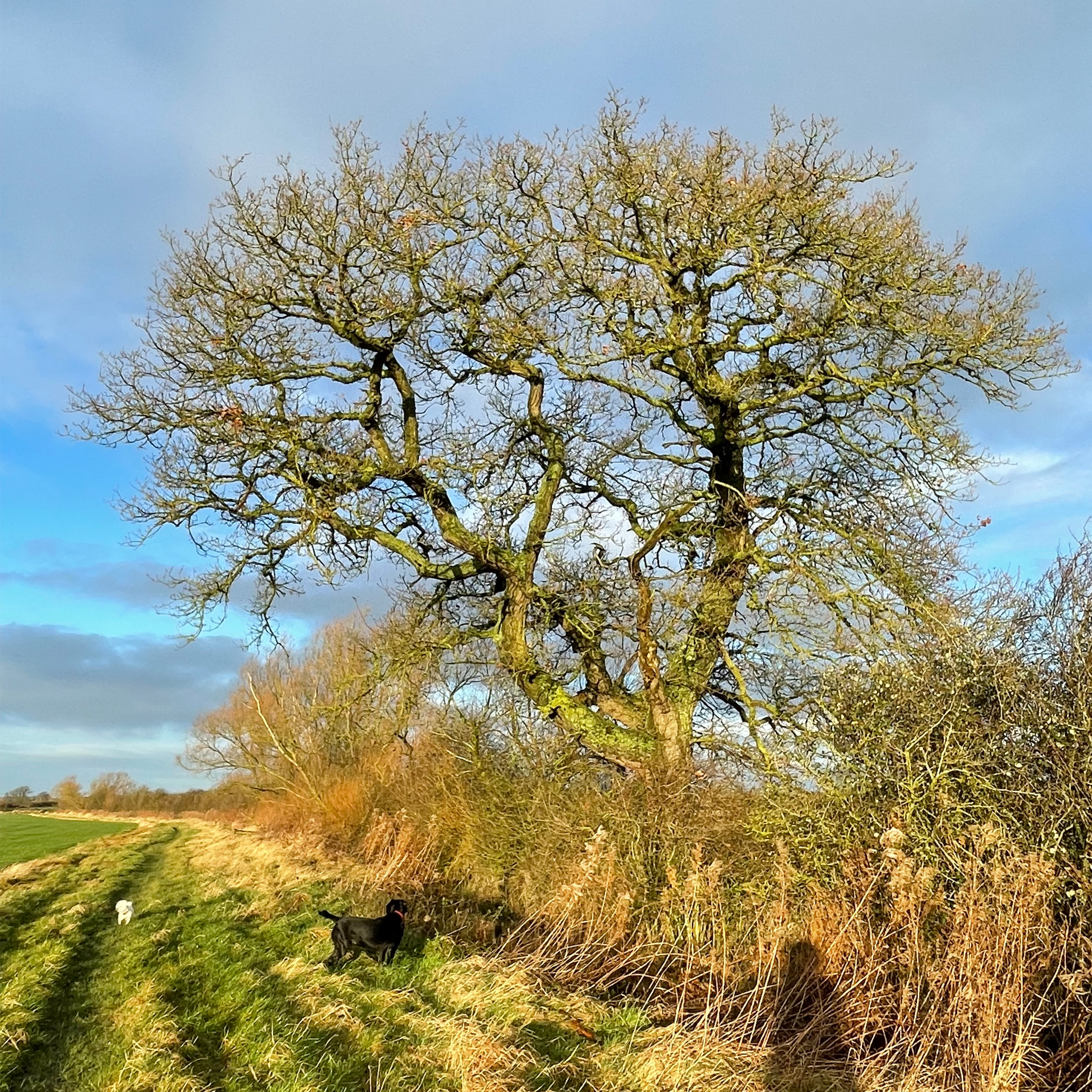 Sound Escape 154. Frosty footsteps on a bright and sunny midwinter morning