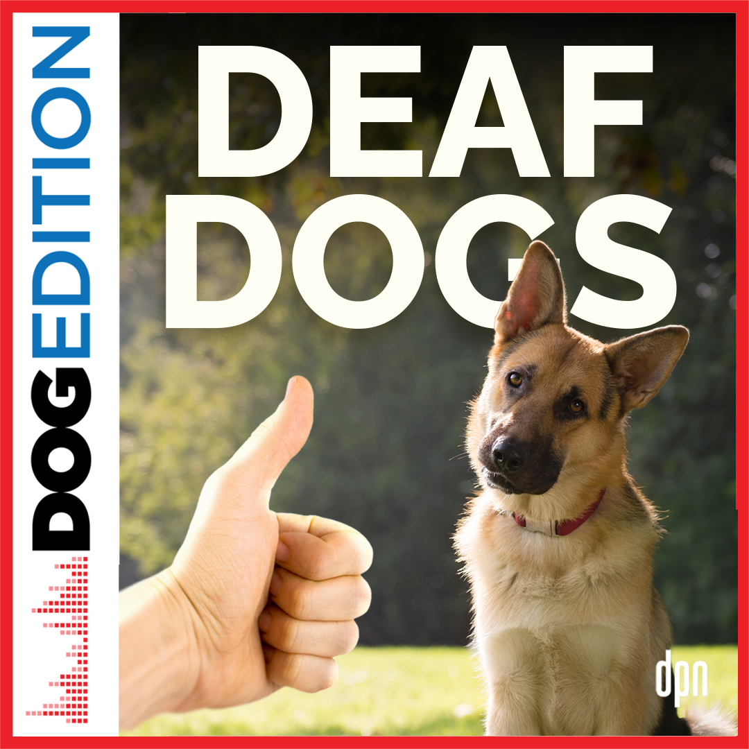 Deaf Dogs | Dog Edition #87