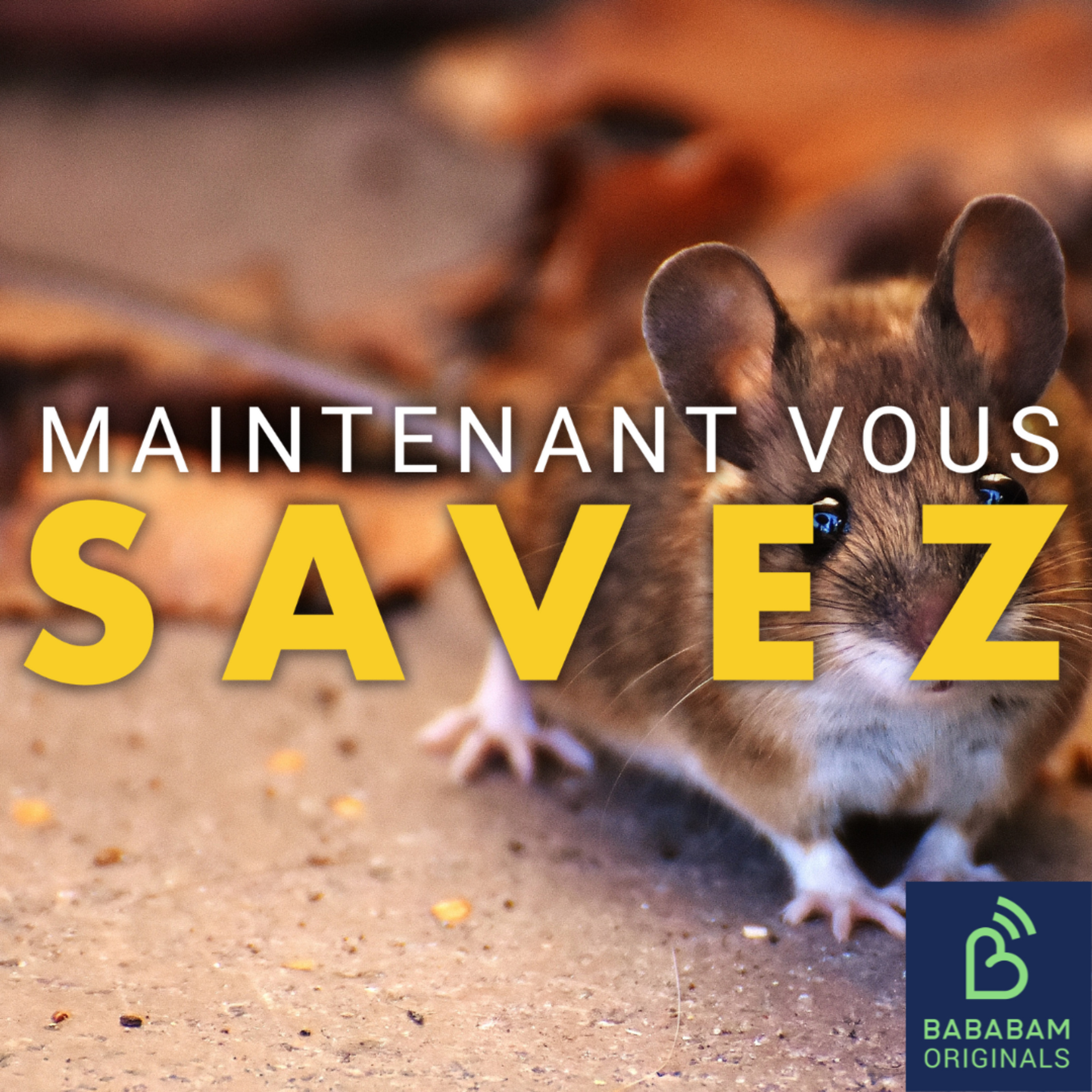 Y a-t-il vraiment de plus en plus de rats dans nos rues ?