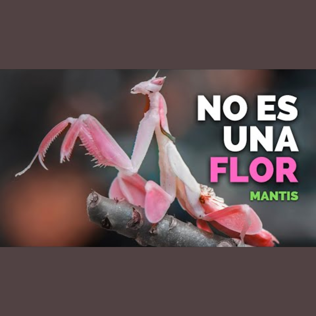 Animalogic En Español