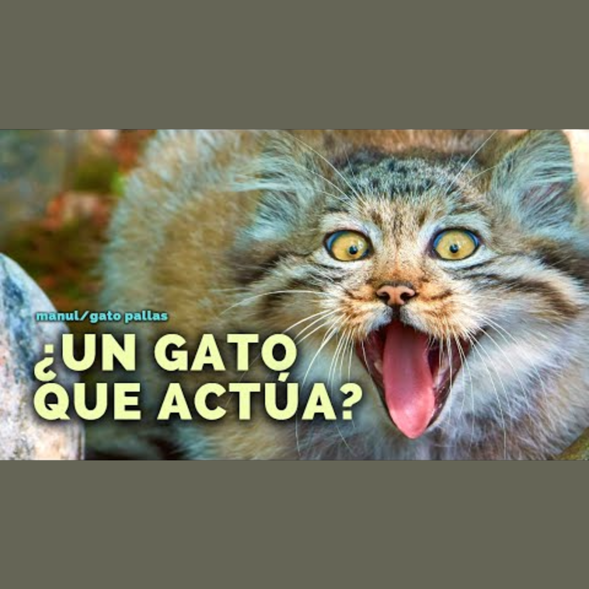 Animalogic En Español