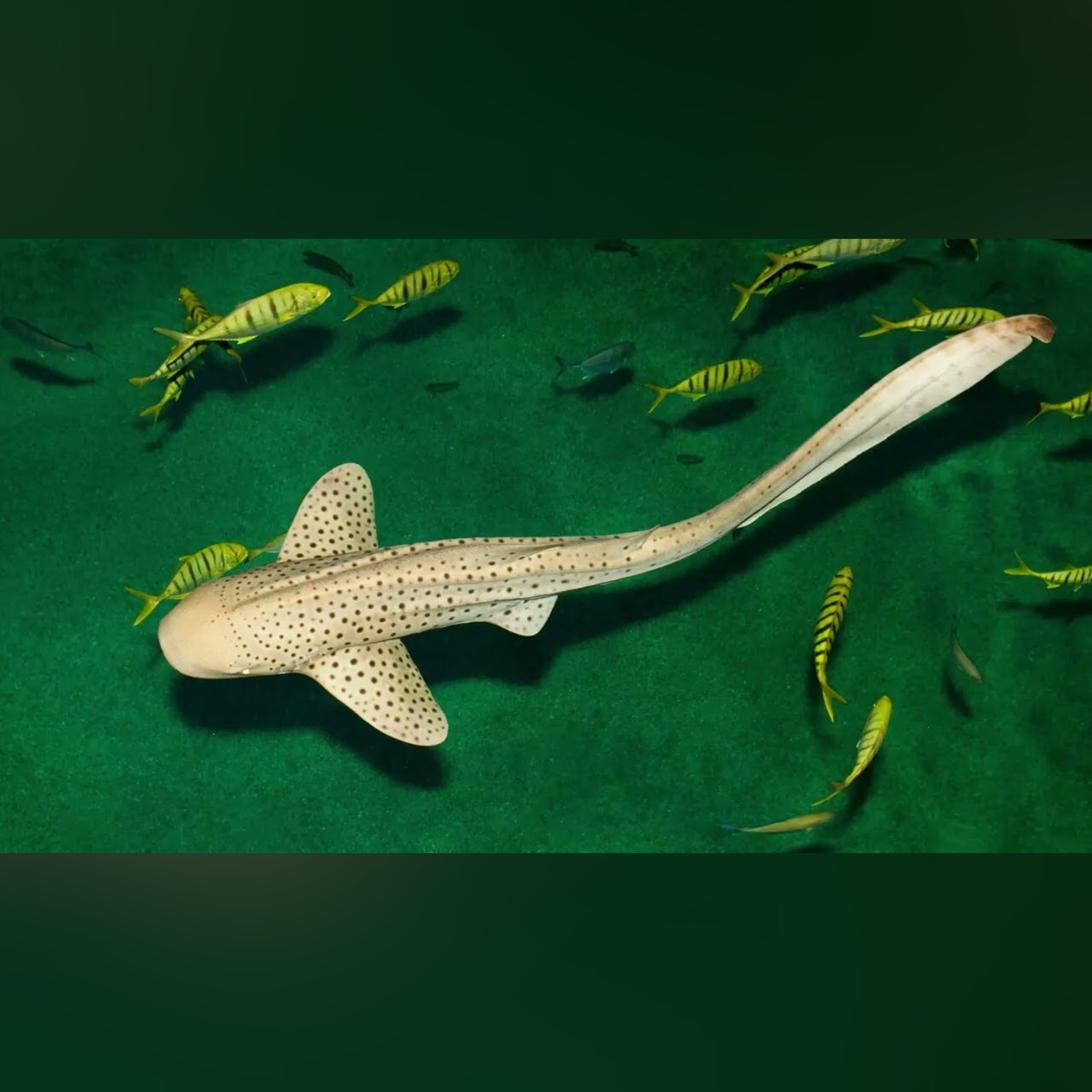 Class Chondrichthyes Part 2: Diversity of the Cartilaginous Fish