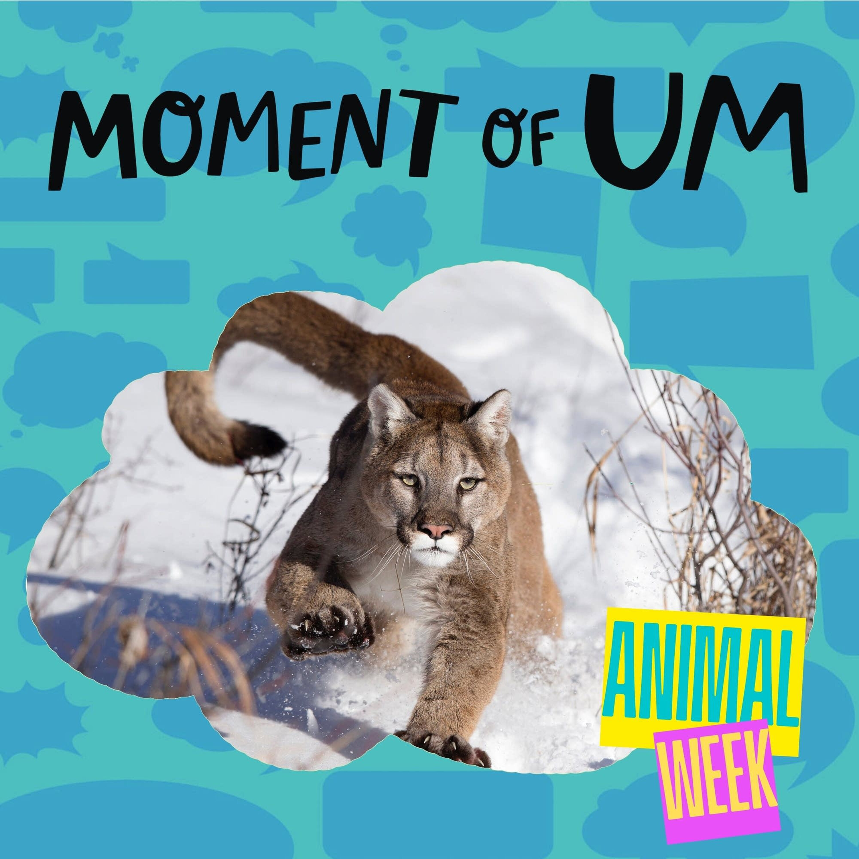 Why don’t mountain lions have manes?