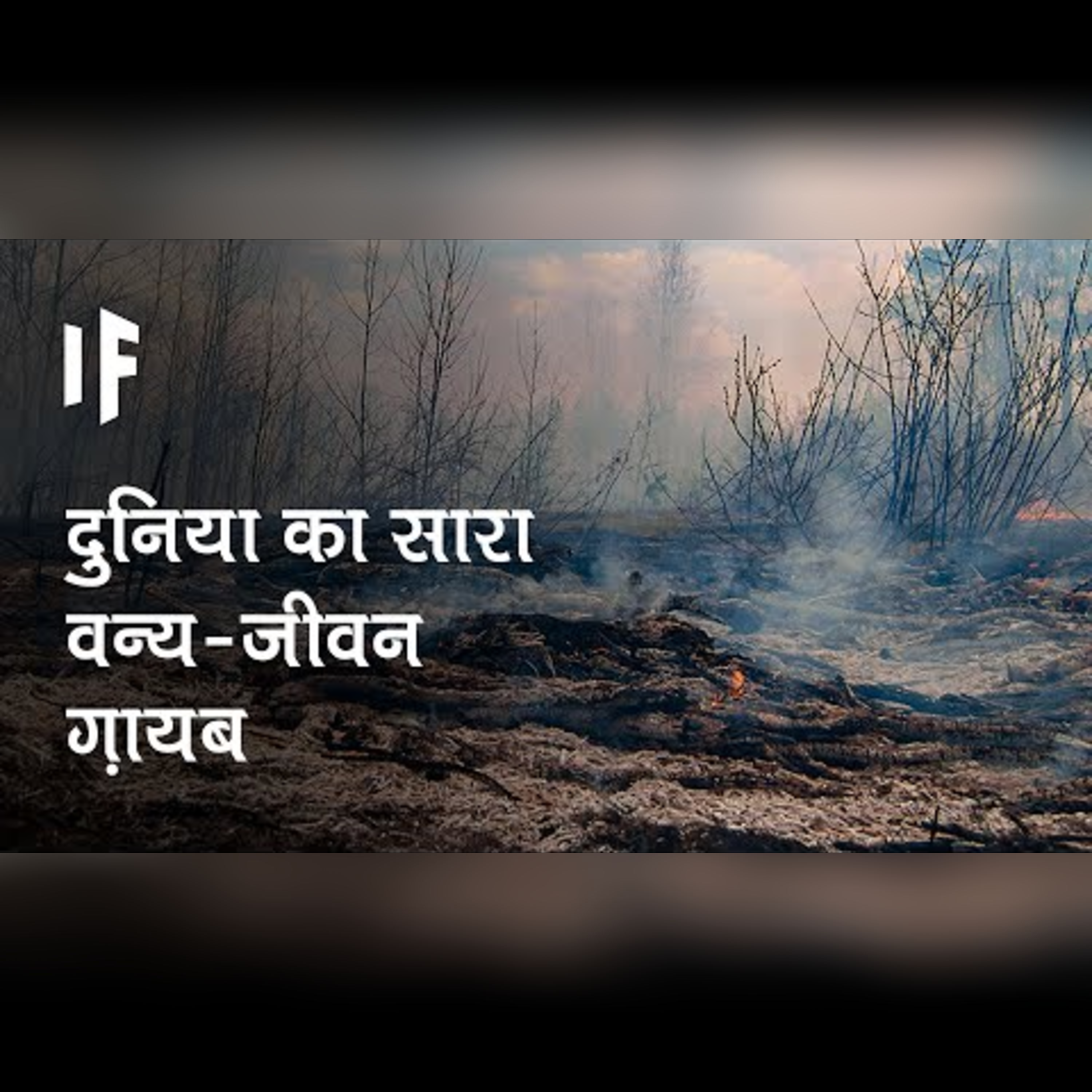 क्या हो अगर अर्थ से सारा वन्य-जीवन ग़ायब हो जाए | What If All Wildlife on Earth Was Wiped Out? episode artwork