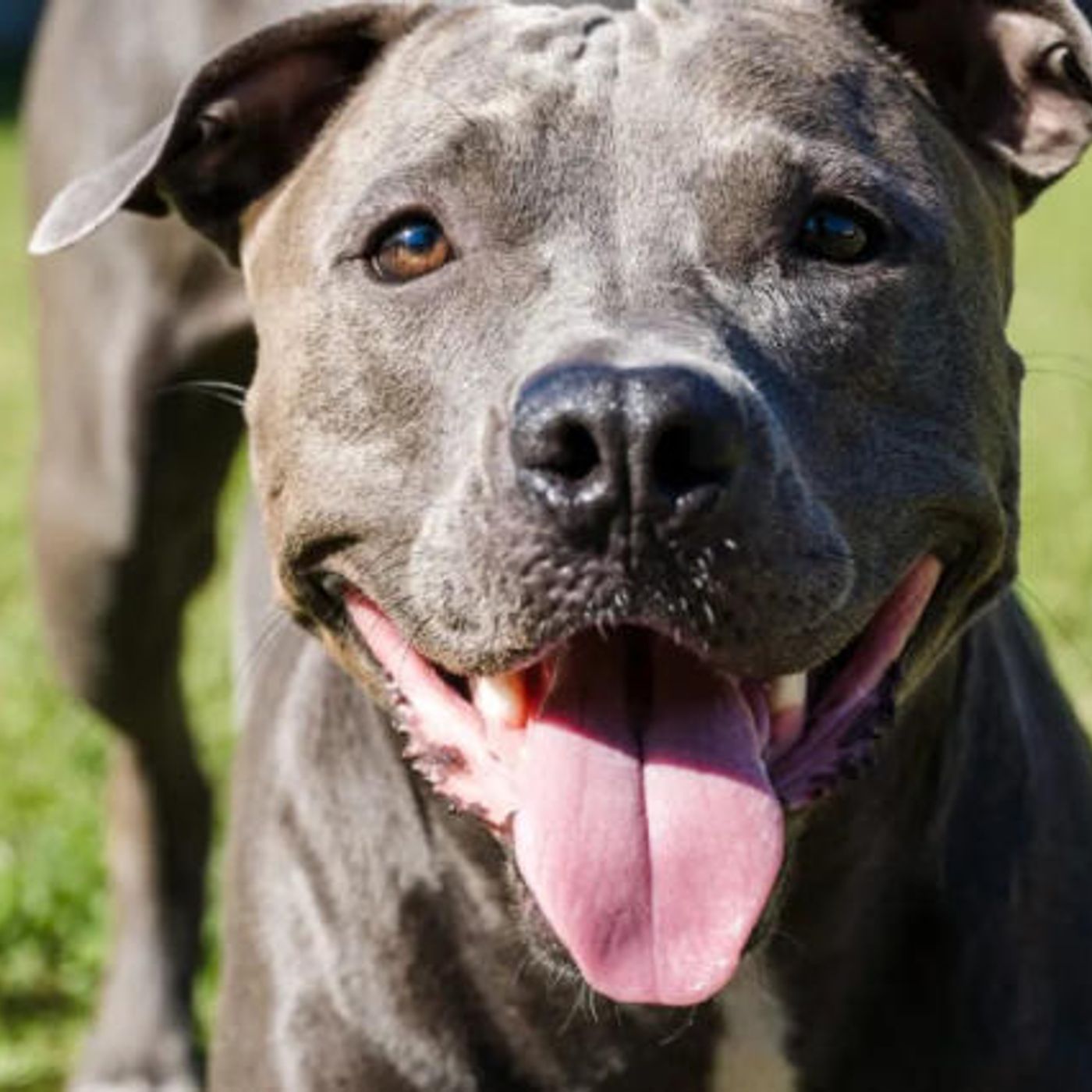 Testa Di Gonzo- Pillole di giornalismo Gonzo!