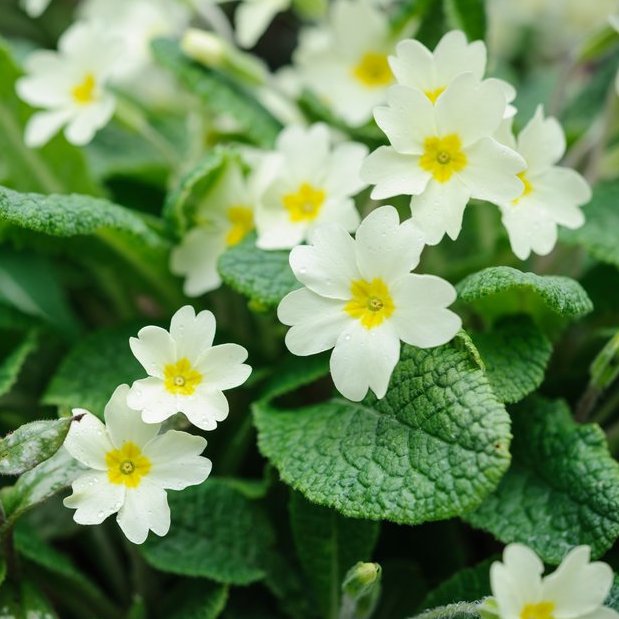 Spring into wellbeing: primroses, pollinators, and peas