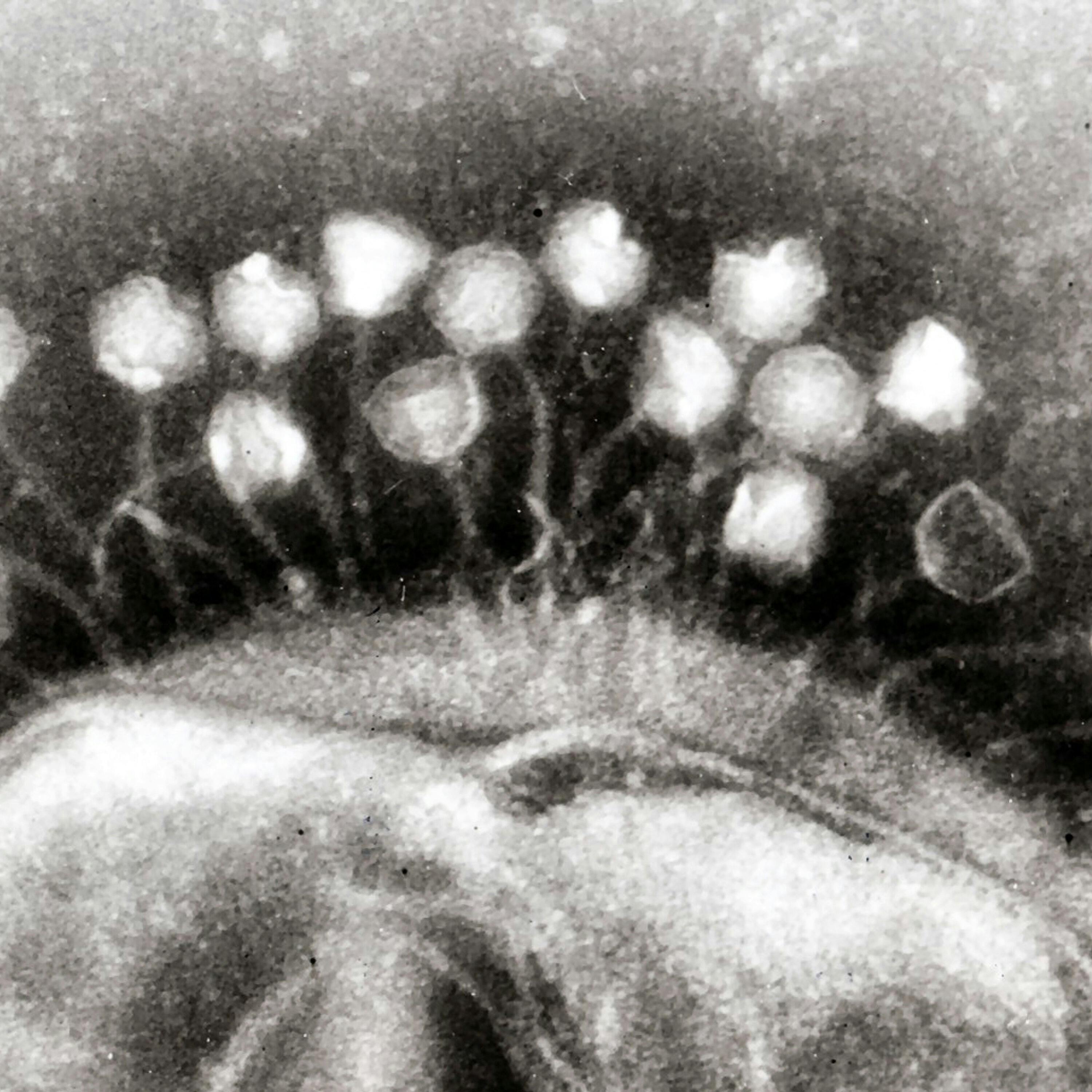 Phage Against the Machine