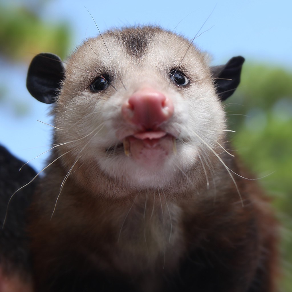 Playing Dead but Living Strong: The Opossum Story
