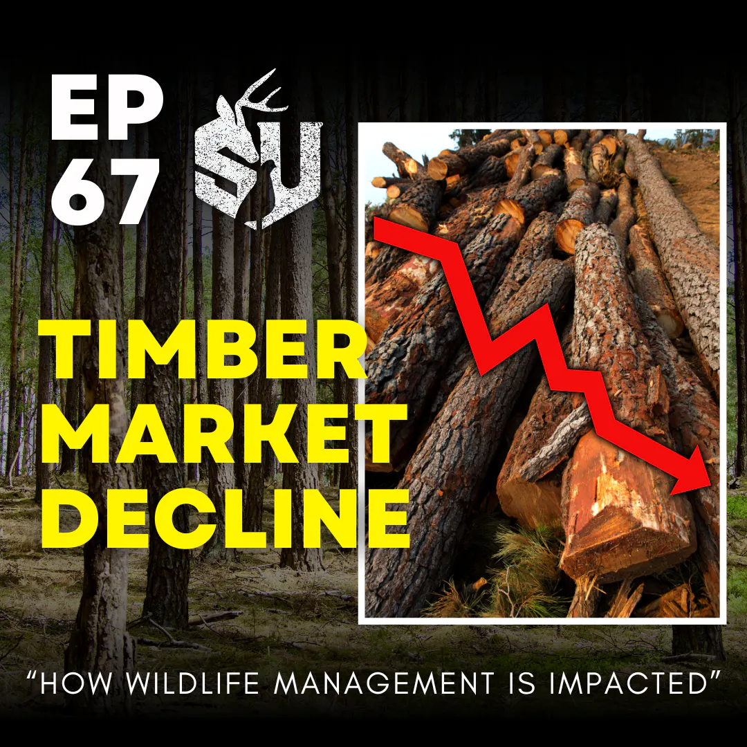 EP 67: Timber Market Decline (How Wildlife Is Impacted) episode artwork