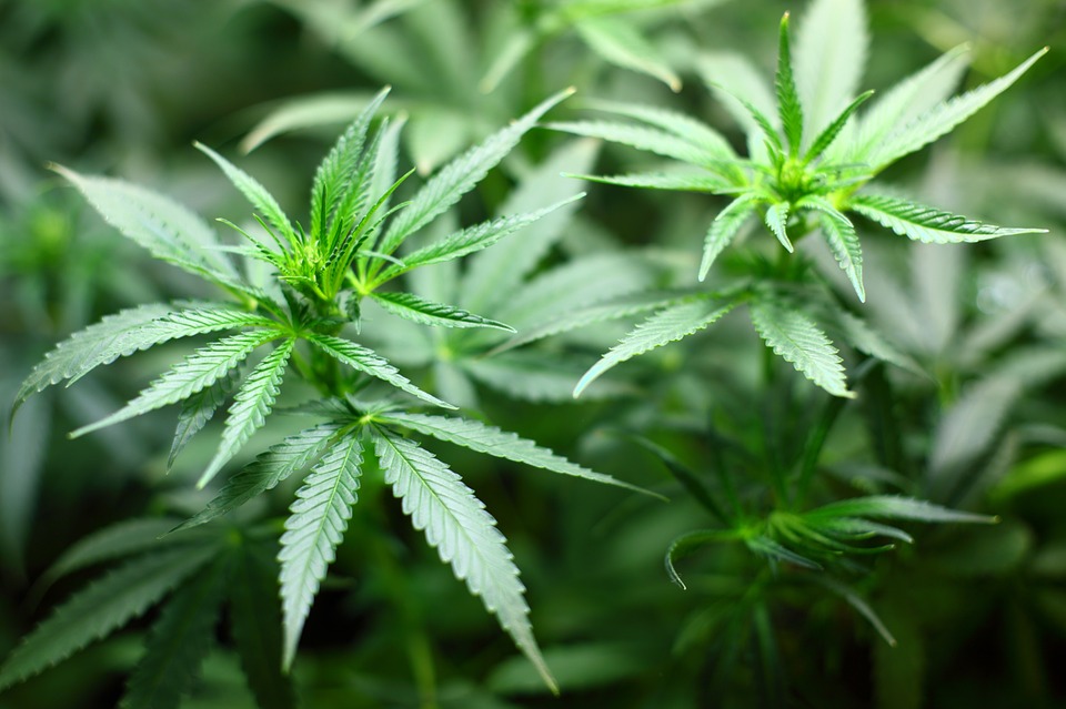 Mutirão para revisar prisões por pequenas quantidades de maconha começa nesta segunda (30)