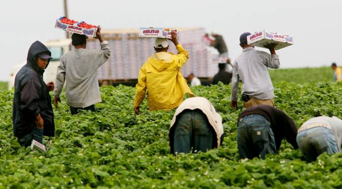 H-2A Program Sparks Debate in California's Farming Communities