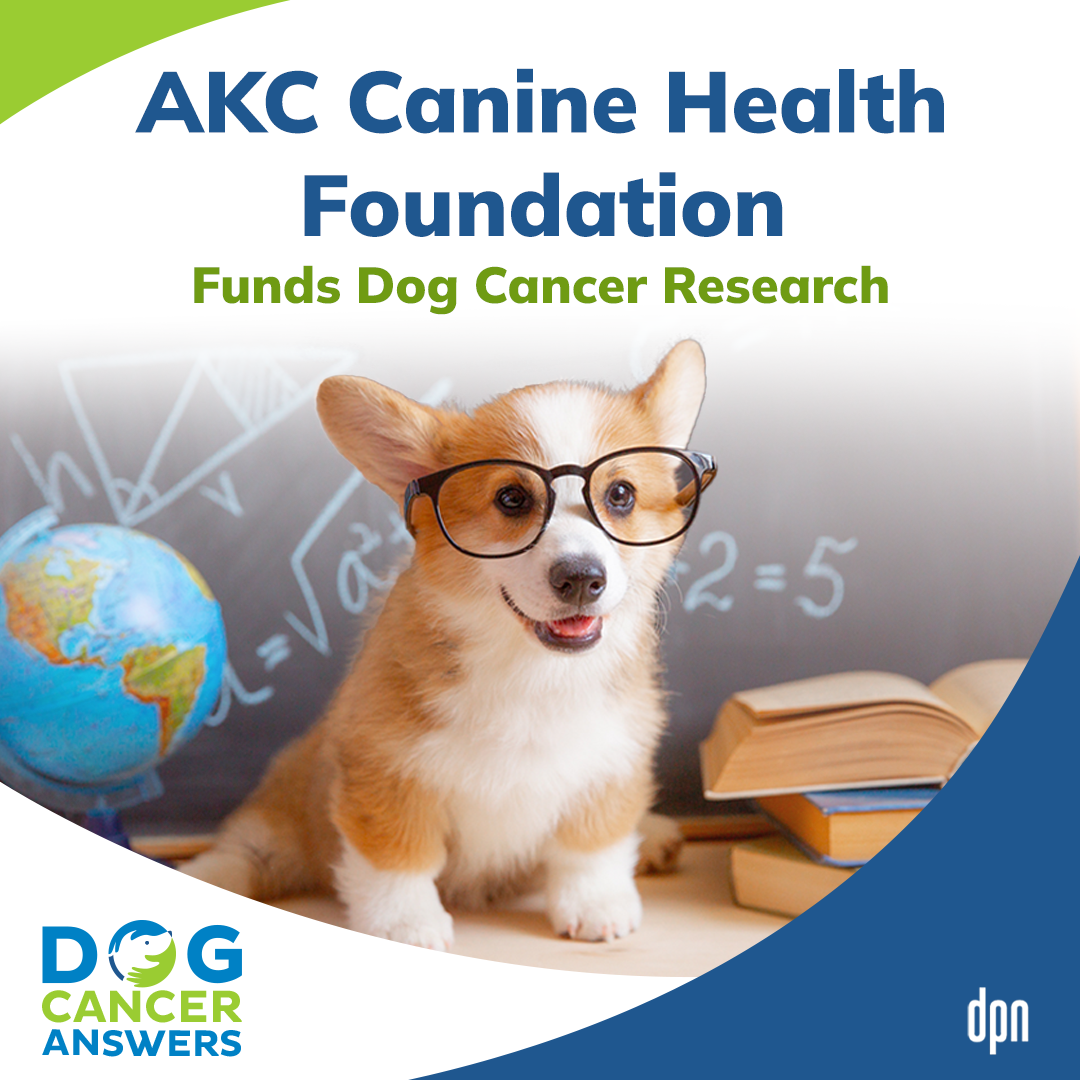 AKC Canine Health Foundation Funds Dog Cancer Research | Dr. Jennifer MacLeay #171
