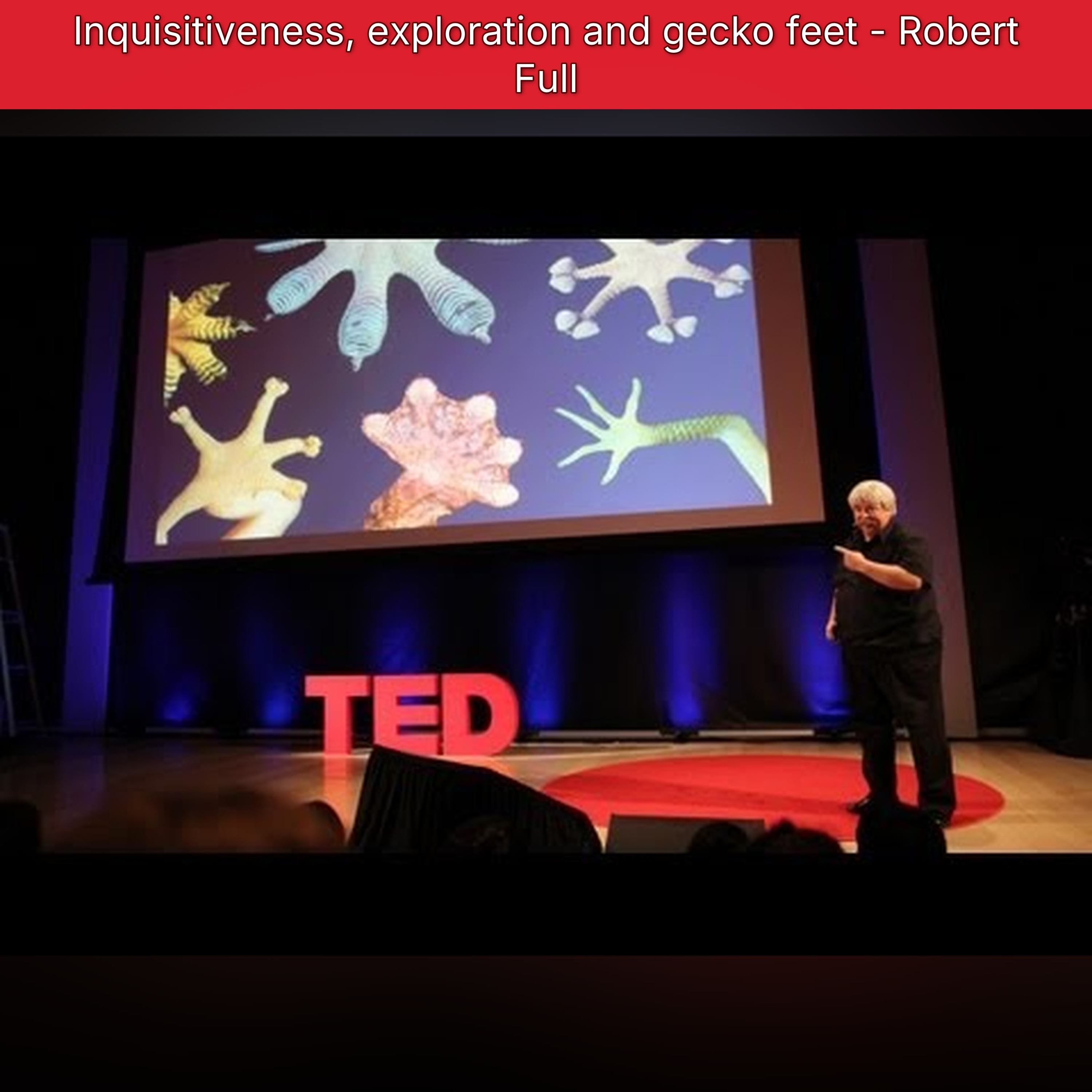 Inquisitiveness, exploration and gecko feet - Robert Full episode artwork