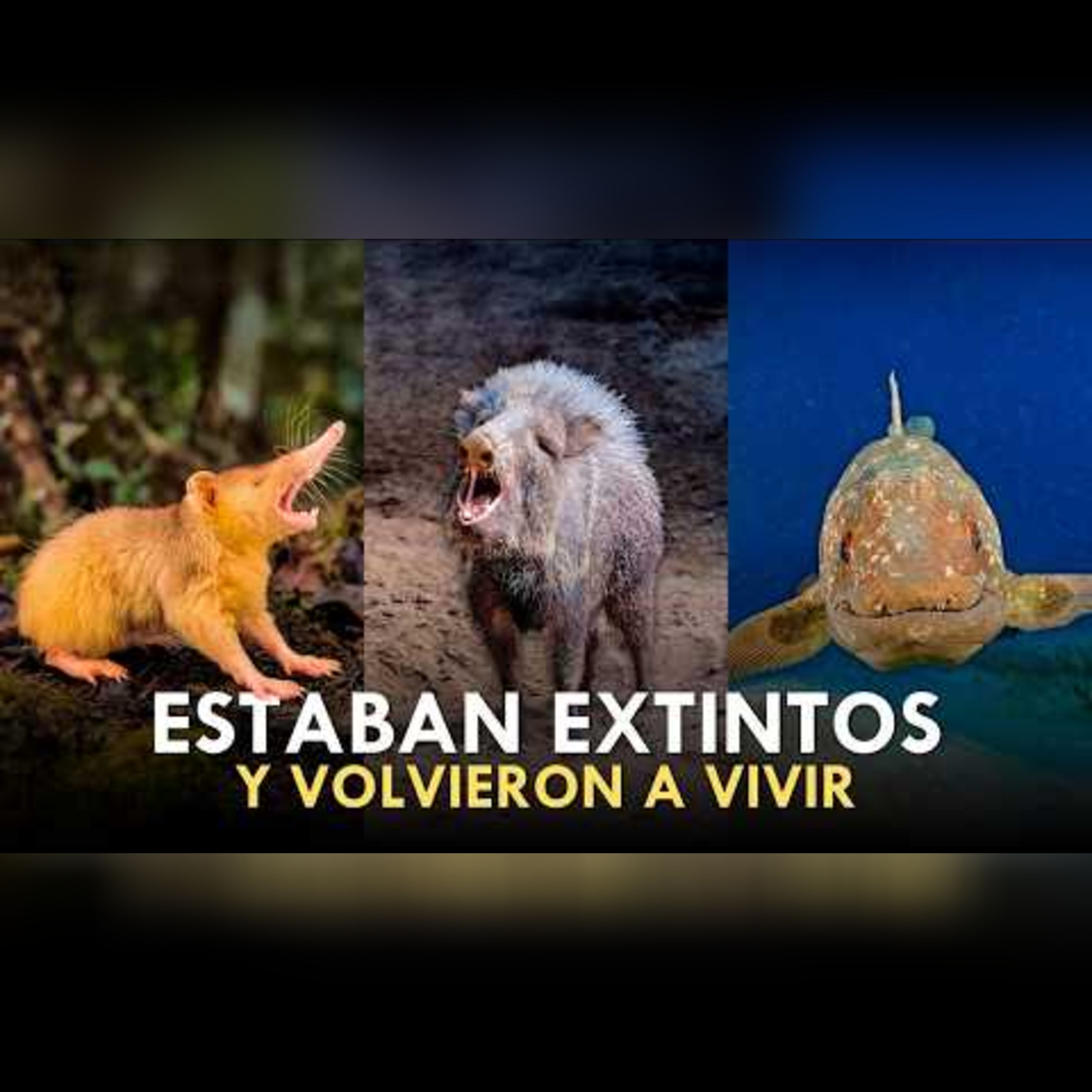 Animales que creíamos extintos... ¡pero siguen vivos! episode artwork
