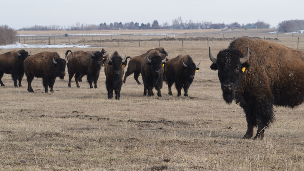 Did meat or fruit give people big brains, and protecting bison diversity using ancient DNA episode artwork