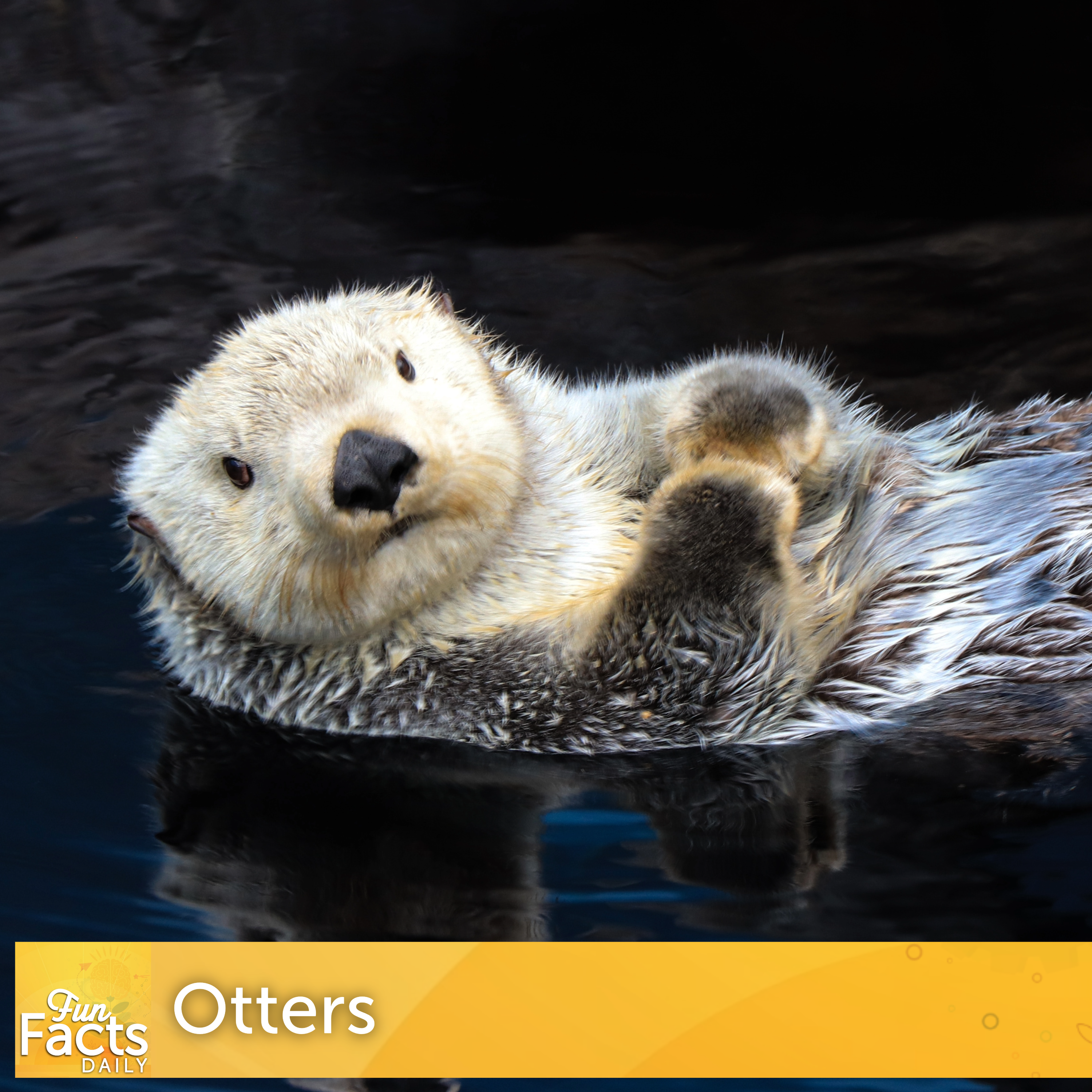 Fun Facts About Otters
