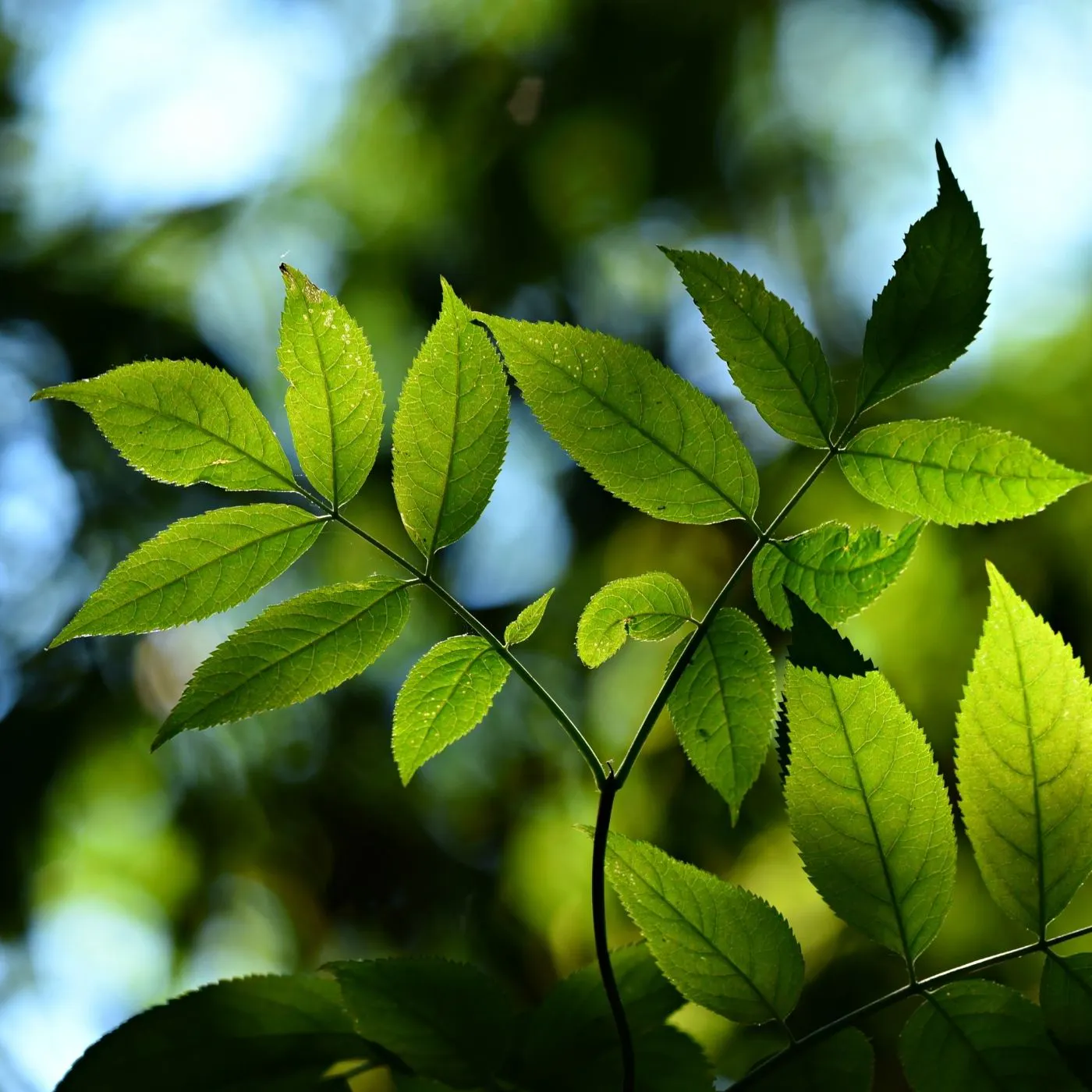 Pourquoi notre cerveau a-t-il besoin de nature ?