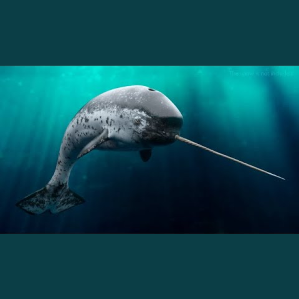 Narwhal - Amazing Animal episode artwork
