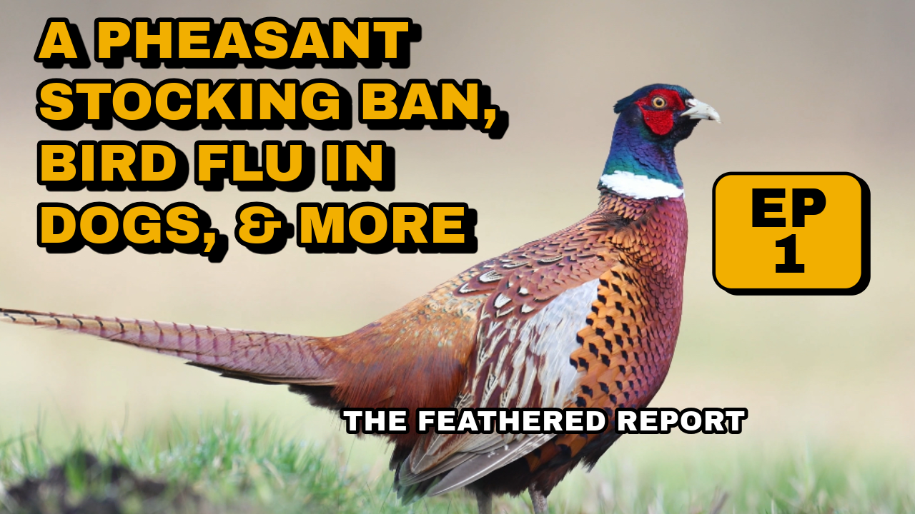 A Ban on stocking pheasants, bird flu in dogs, and a proper self care after cleaning birds episode artwork