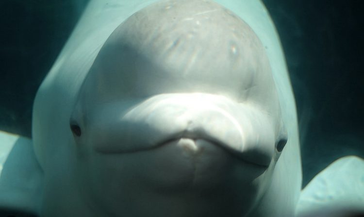 Belugas Under Pressure: Climate Change, Noise & Survival