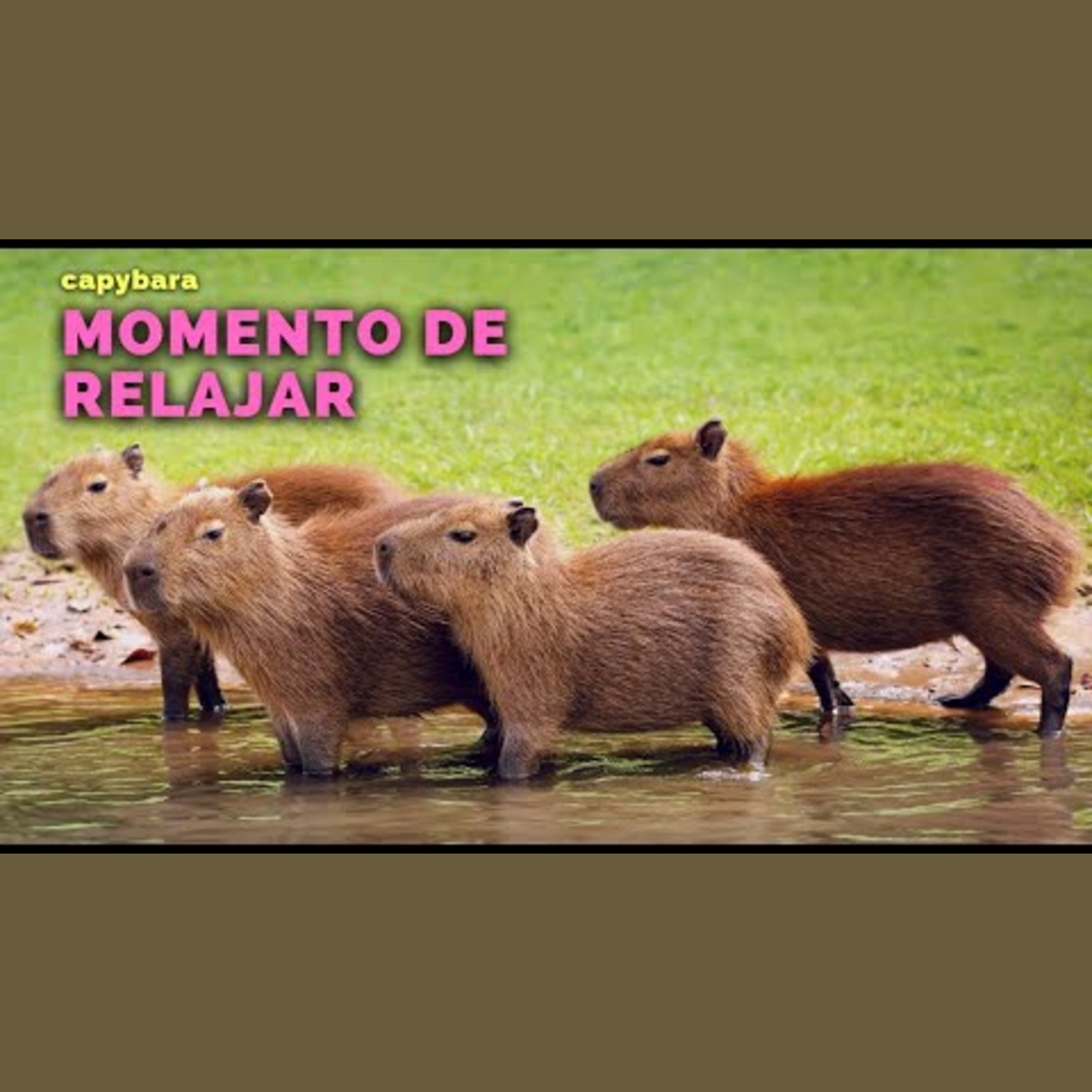 Animalogic En Español