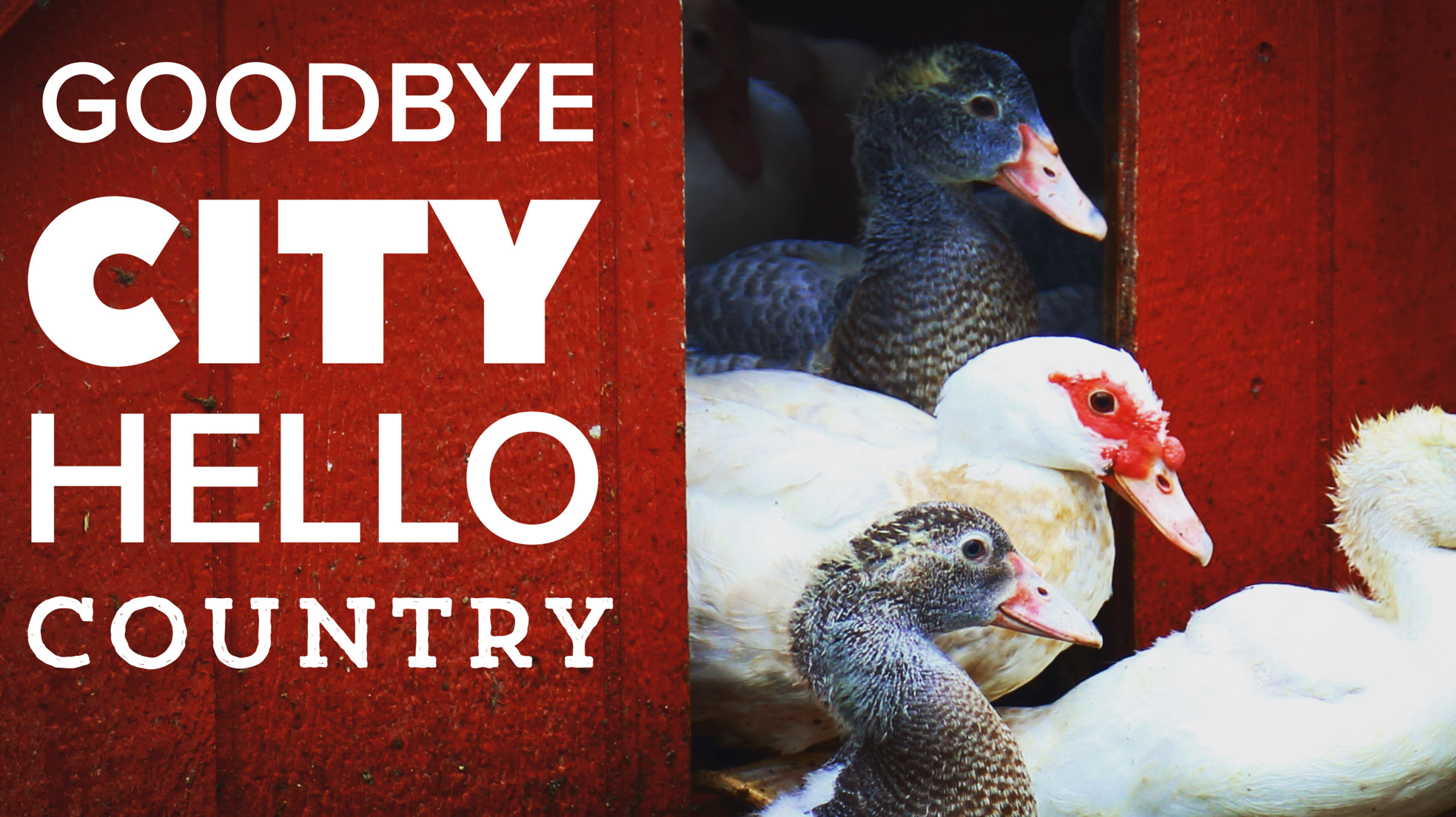 Homesteady - Stories of Living off the Land