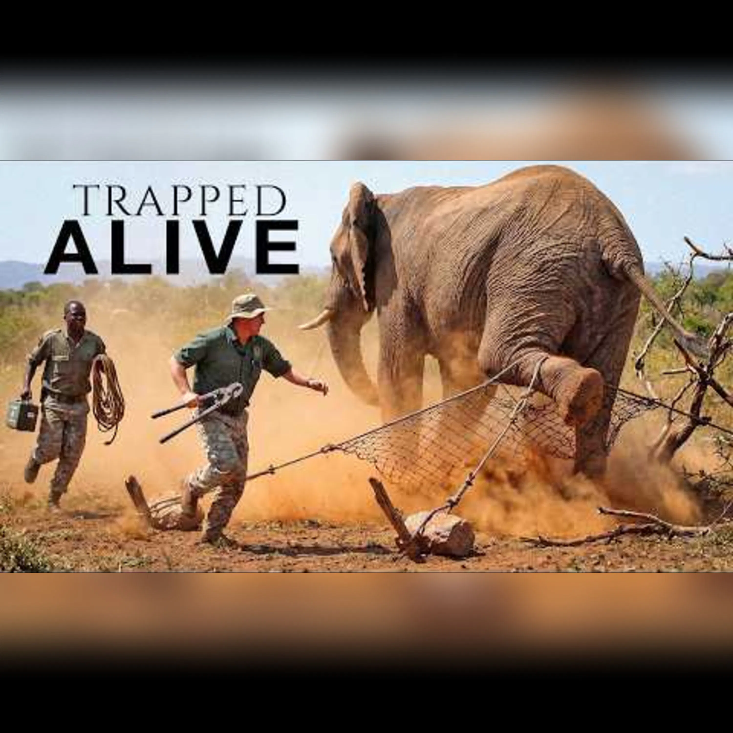 Can We Rescue Africa's Elephants Before Time Runs Out? episode artwork