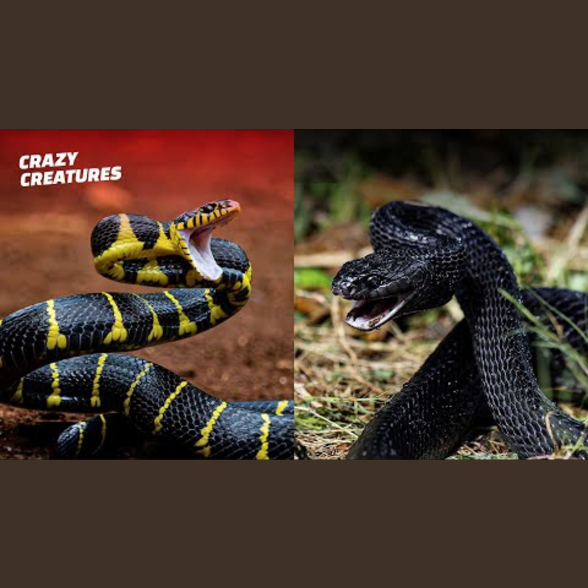 Most Dangerous Snake Encounters Captured on Video episode artwork