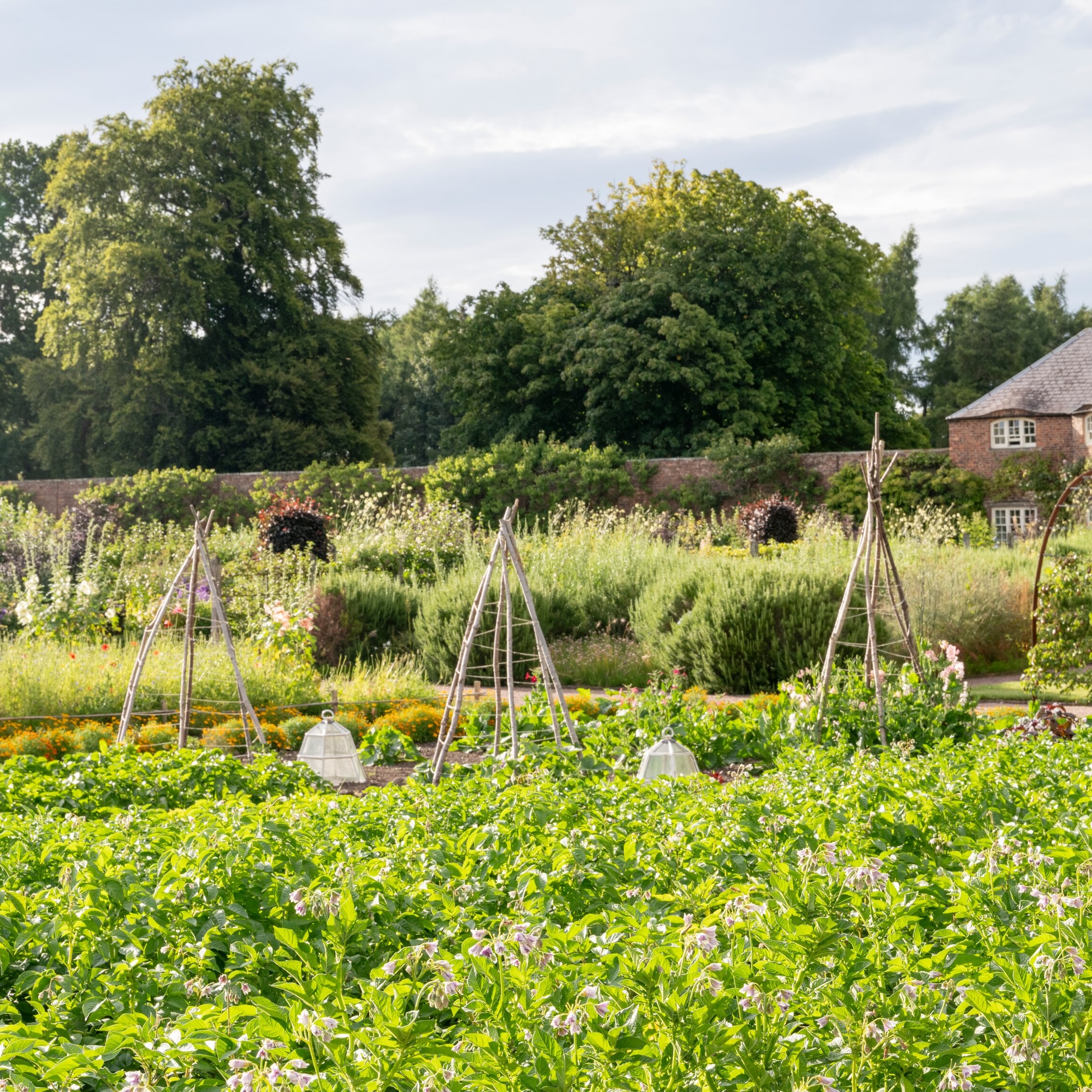 An ode to home grown