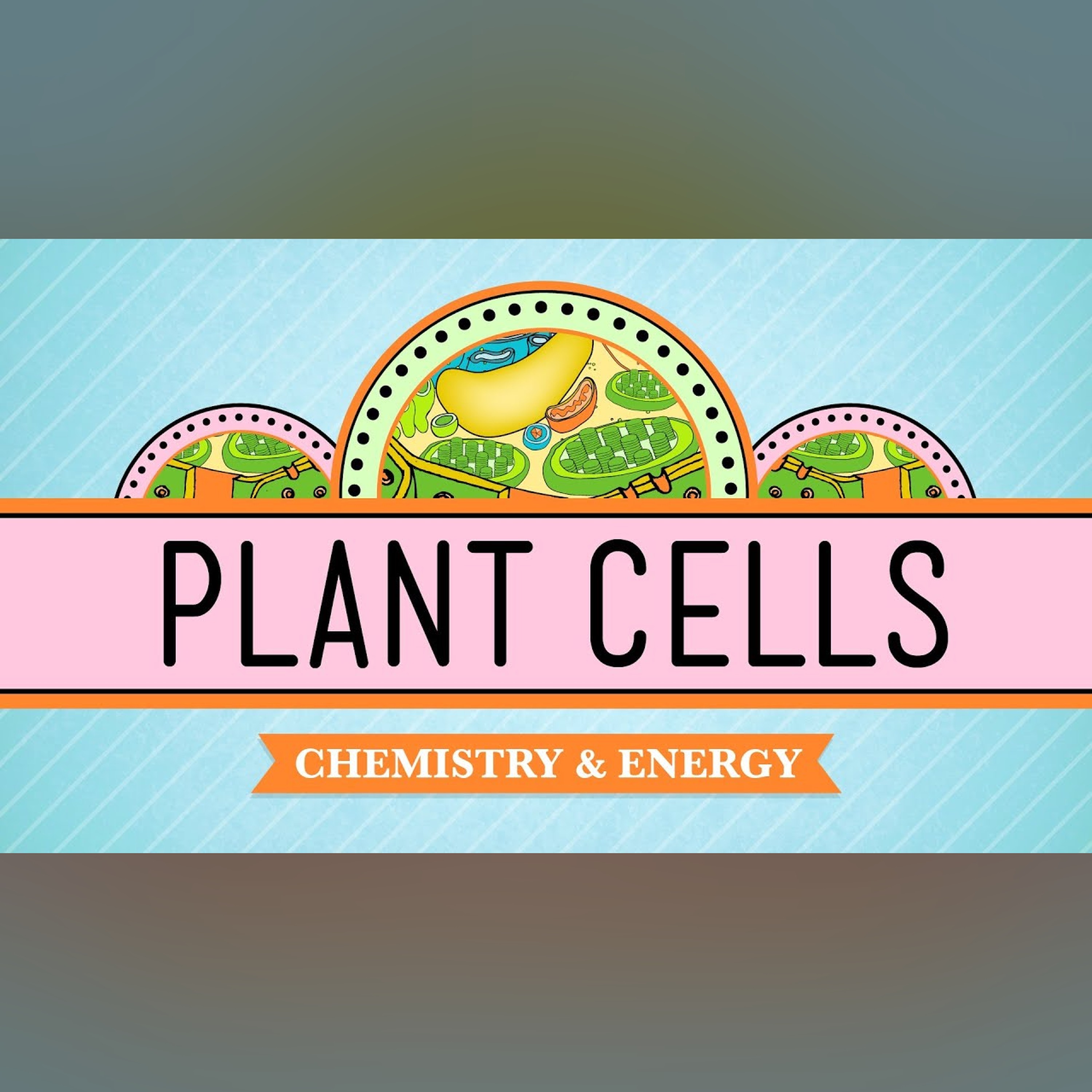 Plant Cells: Crash Course Biology #6