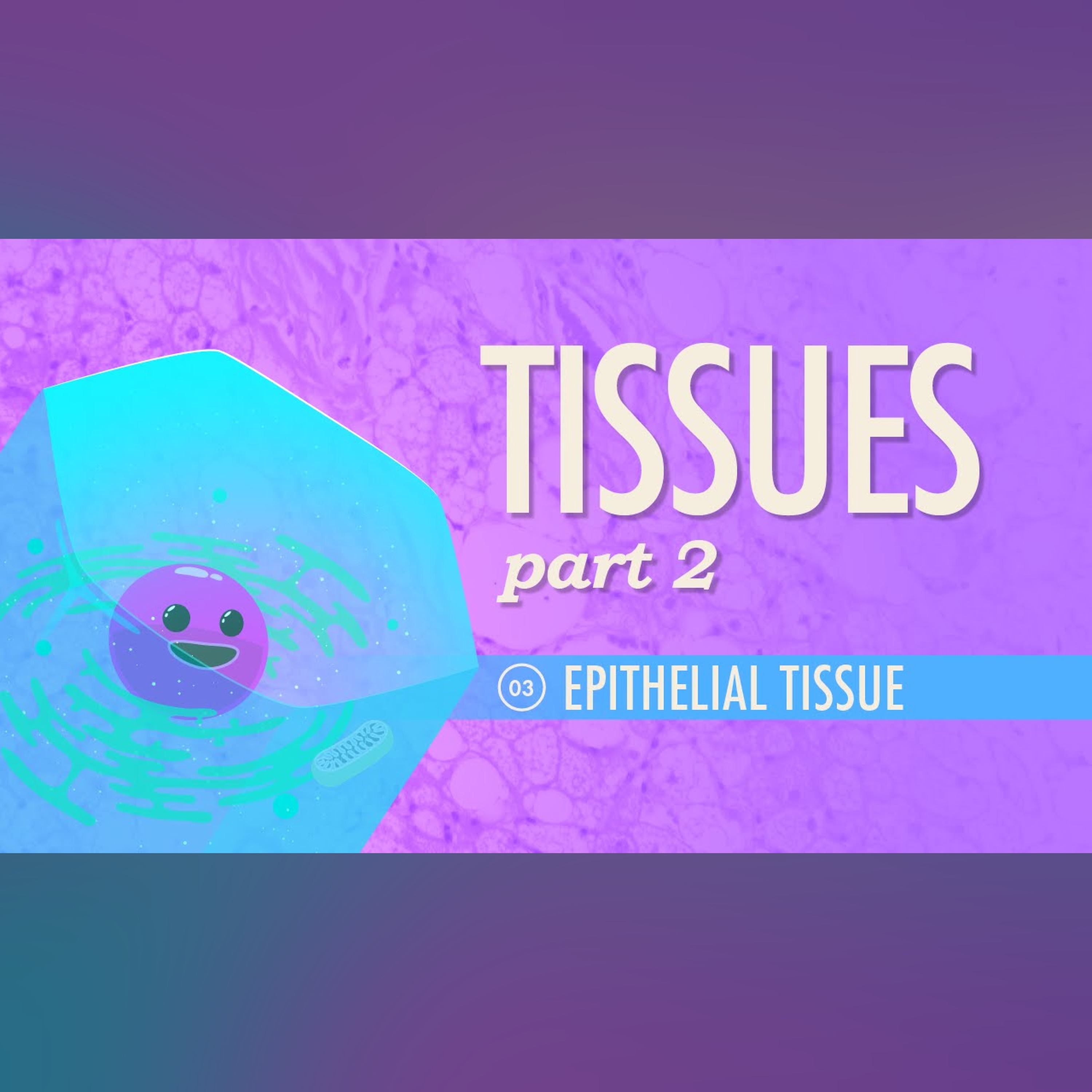 Tissues, Part 2 - Epithelial Tissue: Crash Course Anatomy and Physiology #3