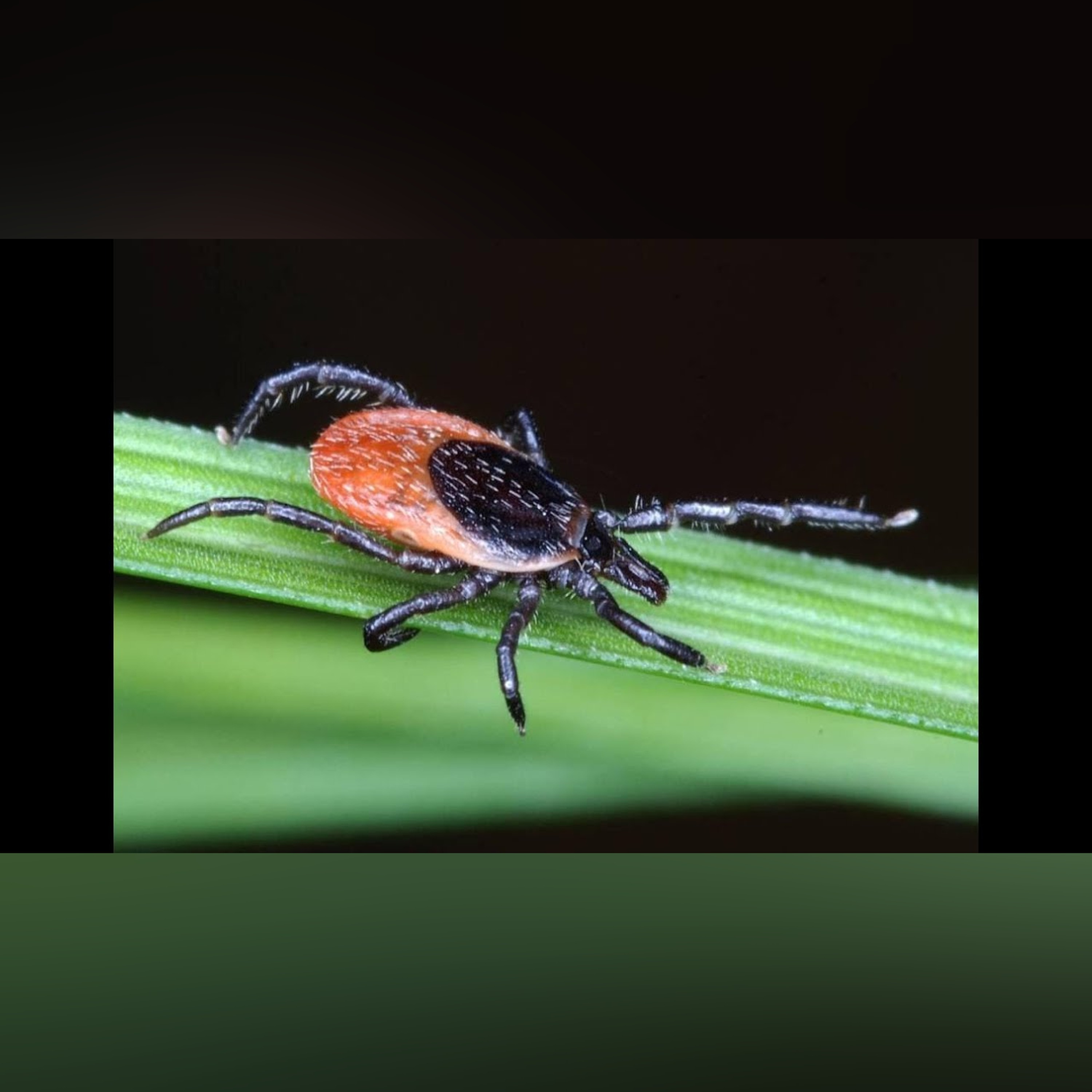 Lyme Disease "Is it safe to walk in the park?" - Professor Patricia Nuttal