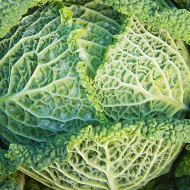 Helping hedgehogs, DIY potting mix, and crispy cabbages