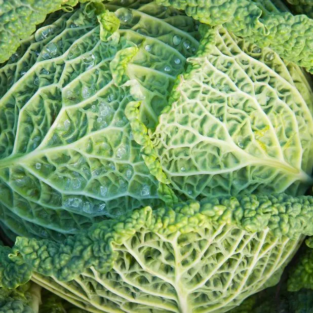 Helping hedgehogs, DIY potting mix, and crispy cabbages episode artwork