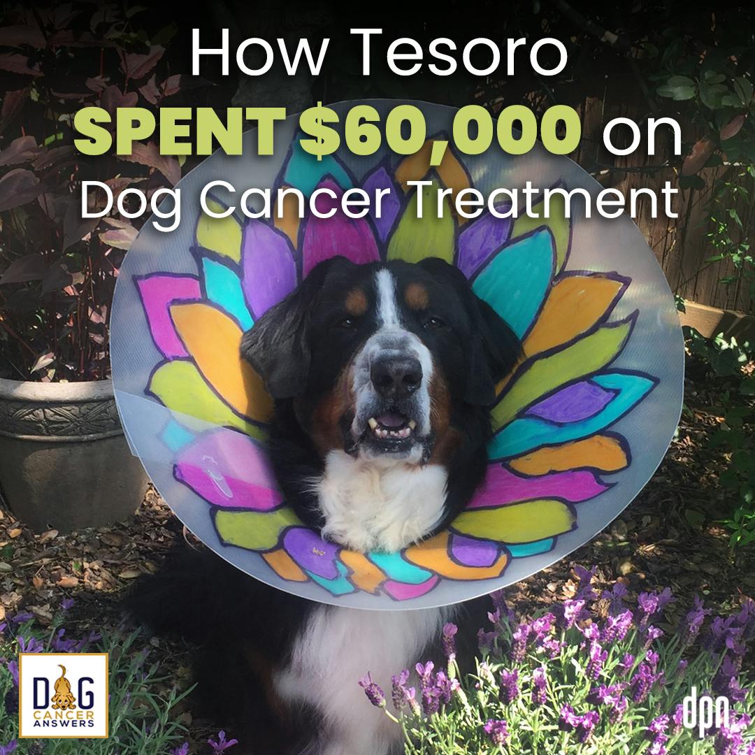 How Tesoro Spent $60,000 on Dog Cancer Treatment | Diana Gerba #198