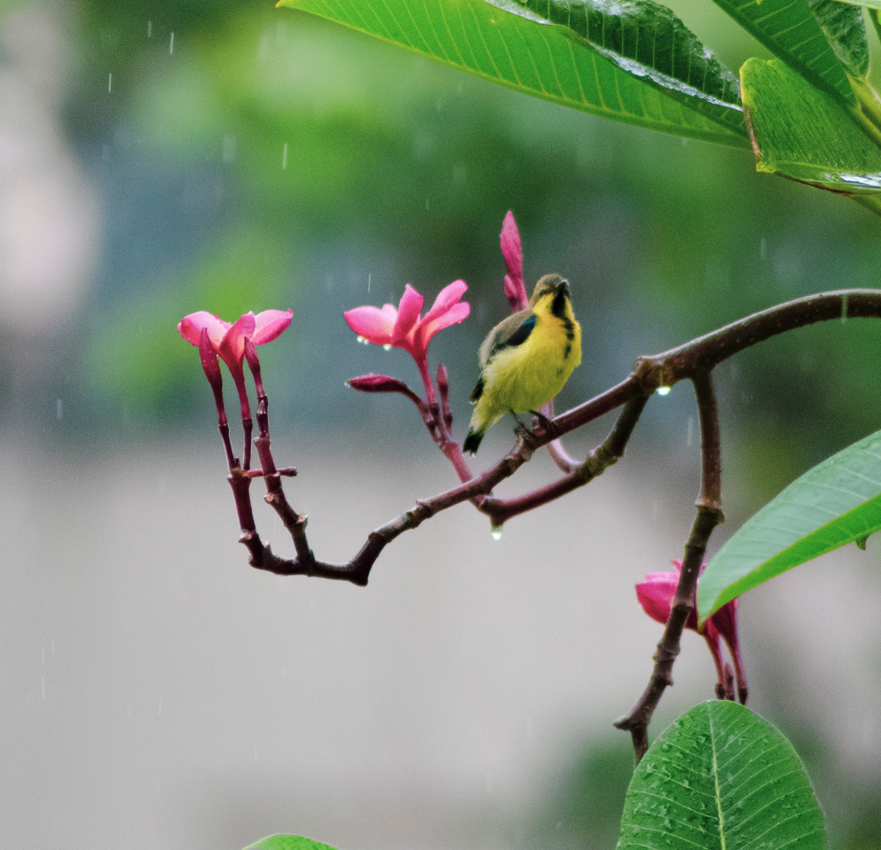 Light Rain & Birds: 3-Hour Tranquil Rain and Avian Sounds for Blissful Sleepiness
