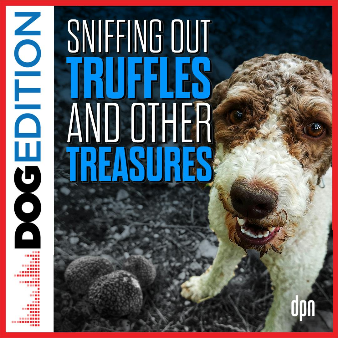 Sniffing Out Truffles and Other Treasures | Dog Edition #56