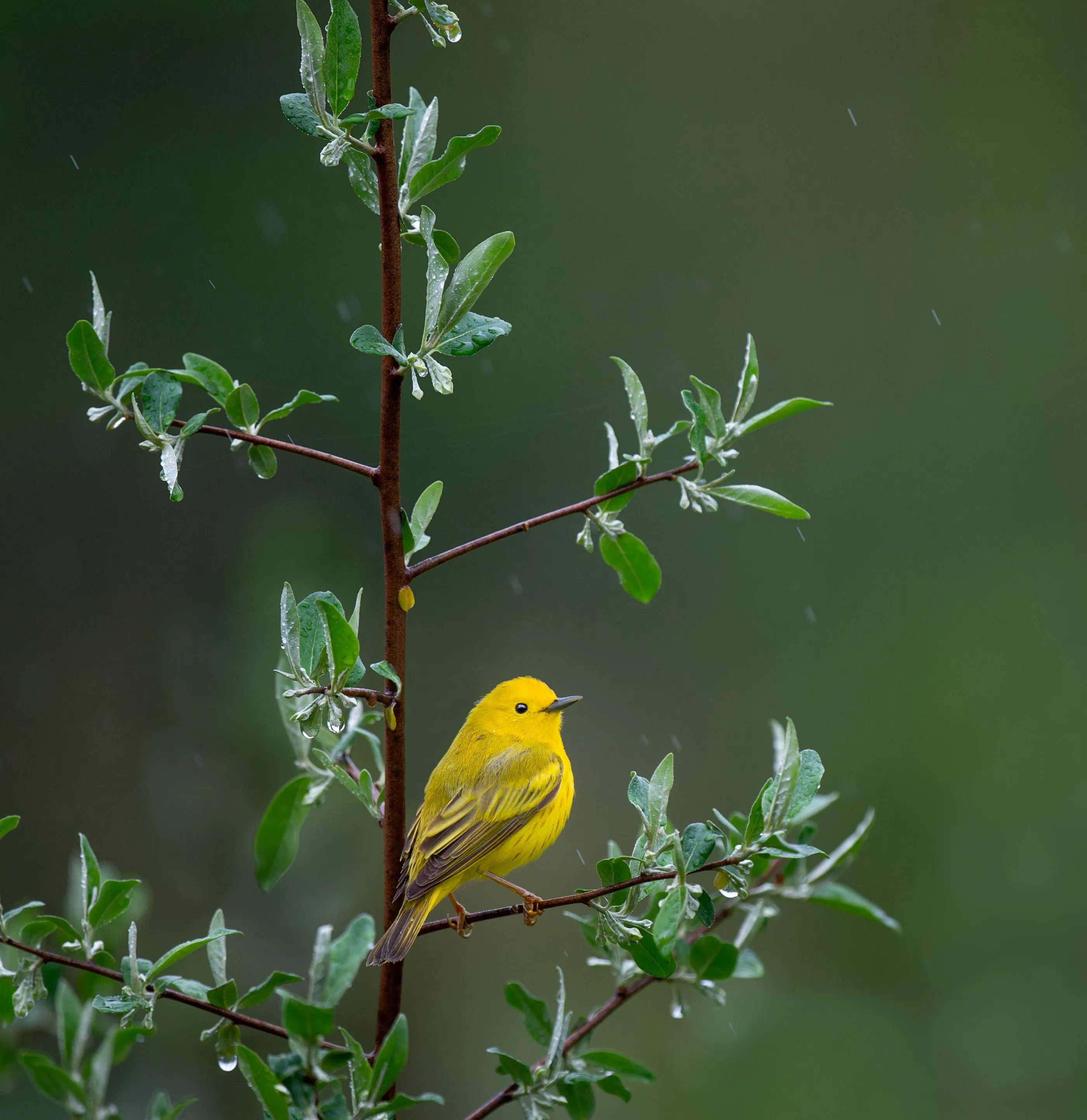 Birds Singing in The Rain: 8-Hour Tranquil Avian Soundscape for Relaxation, Studying & Sleep episode artwork