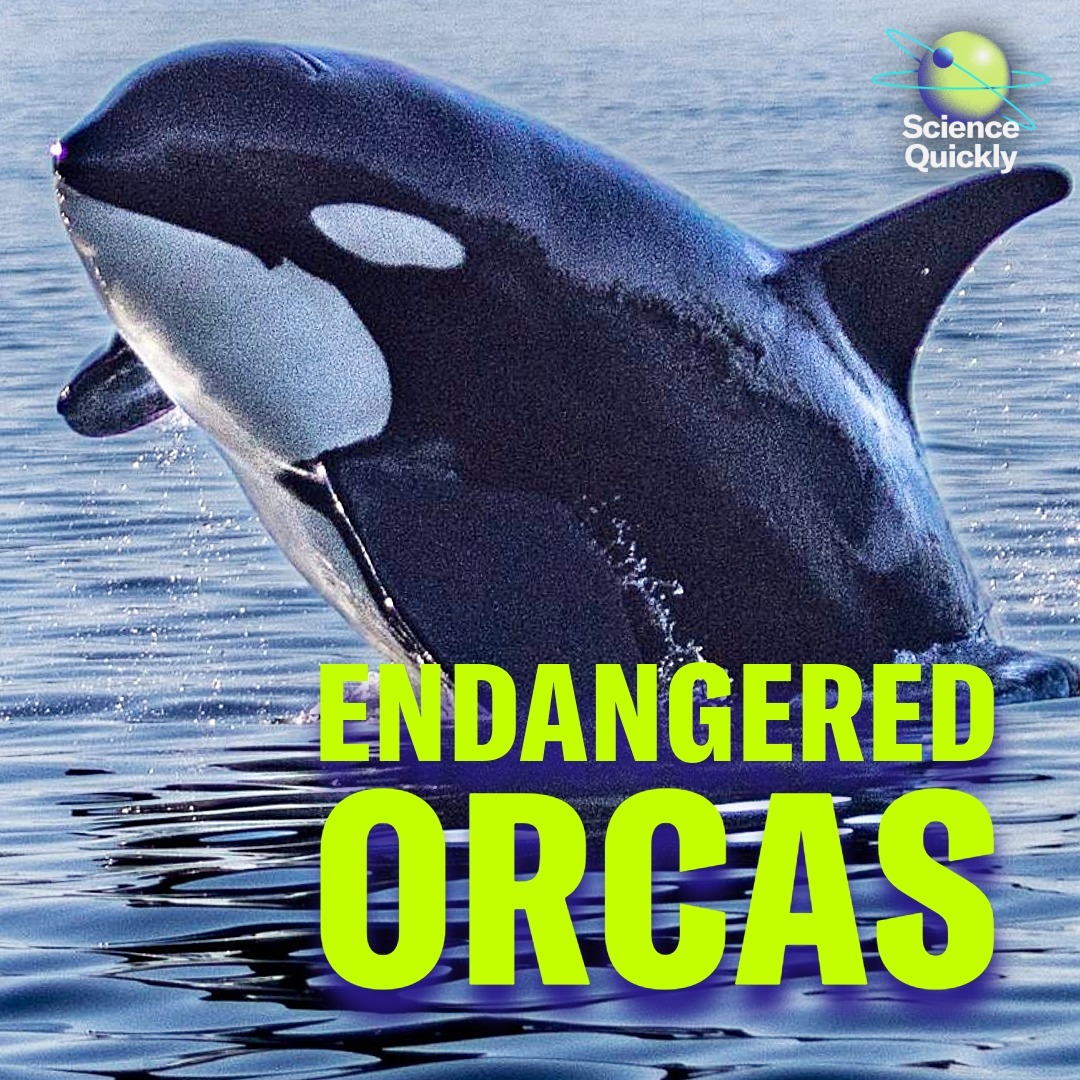 Inside the Struggle to Save an Orca Community