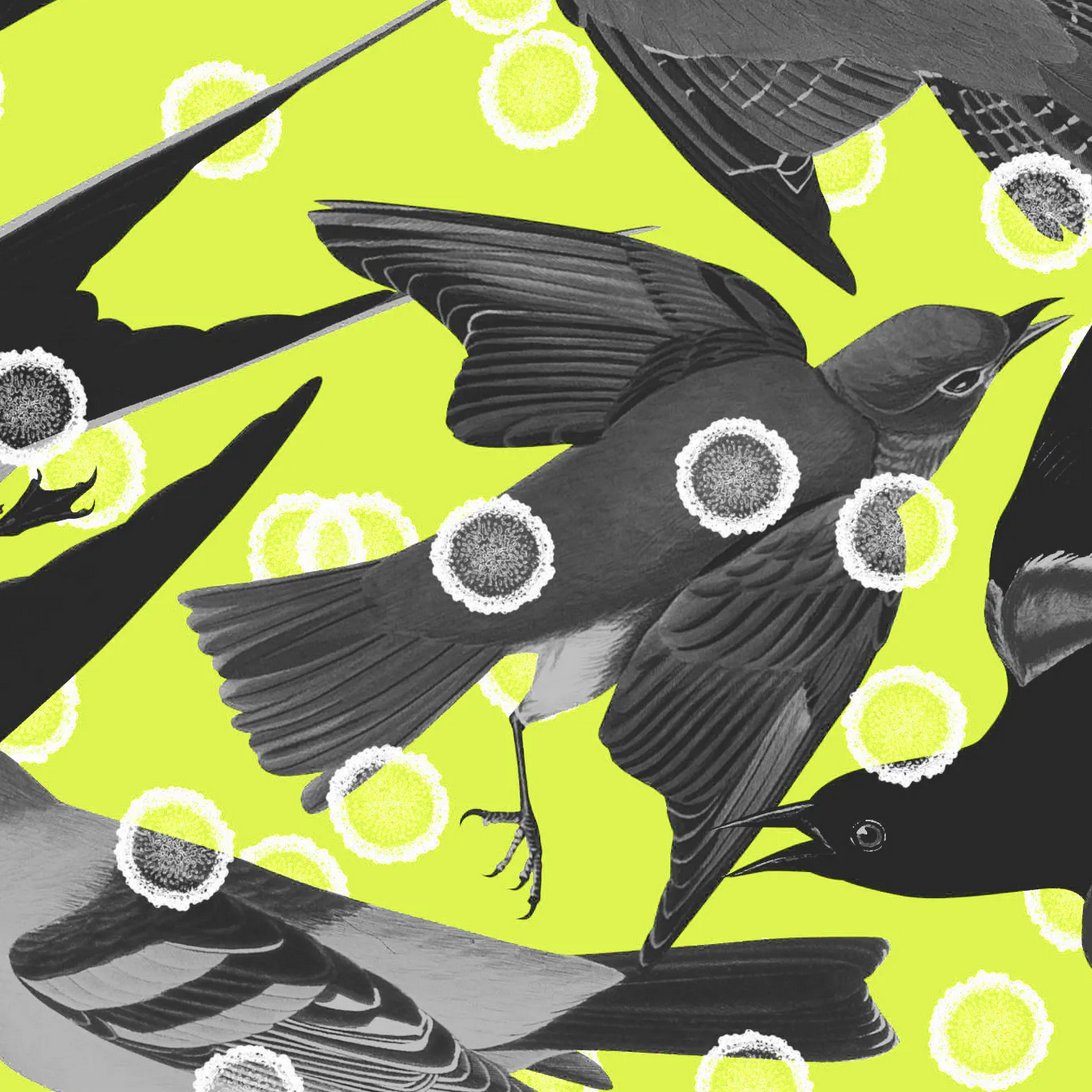 Capitalism vs. the bird flu