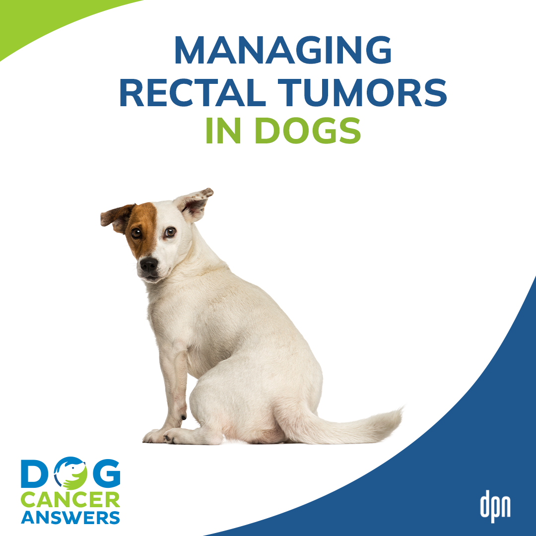 Managing Rectal Tumors in Dogs │ Rewind with Dr. Demian Dressler and Dr. Sue Ettinger #102