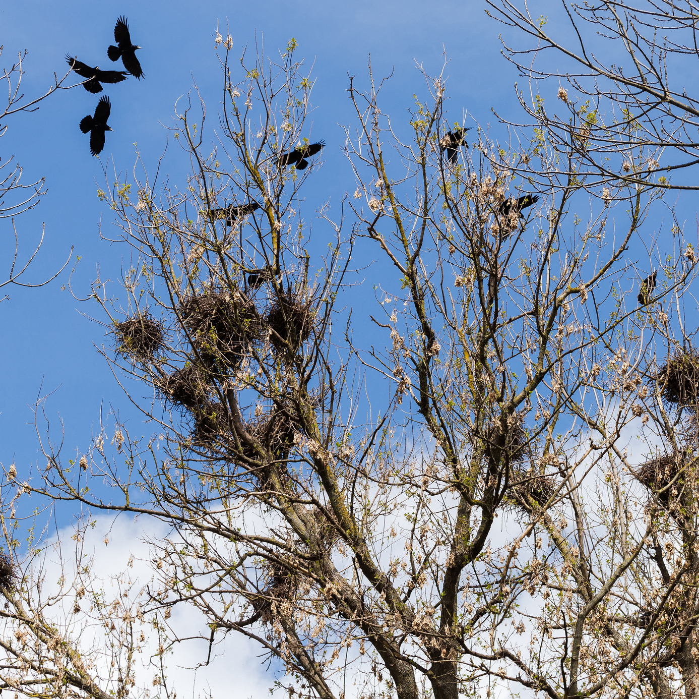 Sound Escape 113: Enjoy the stirring cacophony of a rook colony